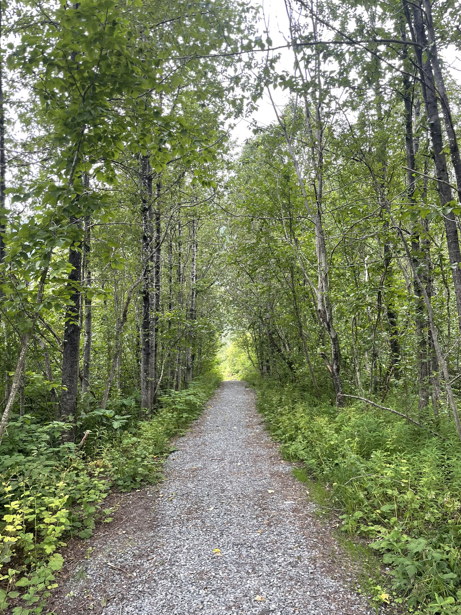 A gravel path winds through a dense, green forest under an overcast sky. - Shoup Bay Trail: Section A