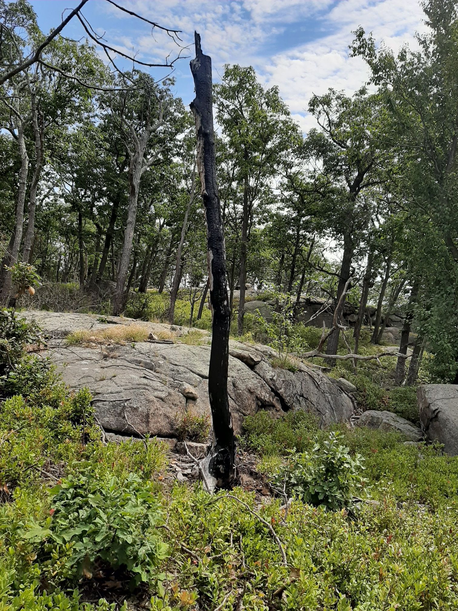 A charred tree trunk stands among green bushes and large rocks. - Pine Meadow Lake Loop Trail