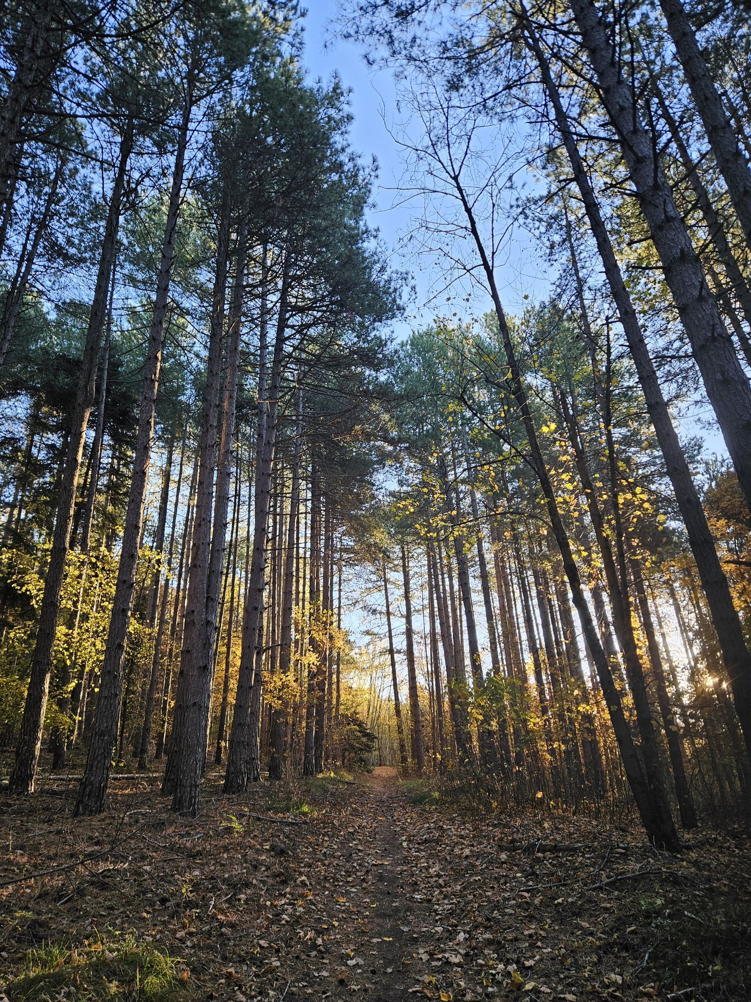 Bosco di campo dell'Olmo