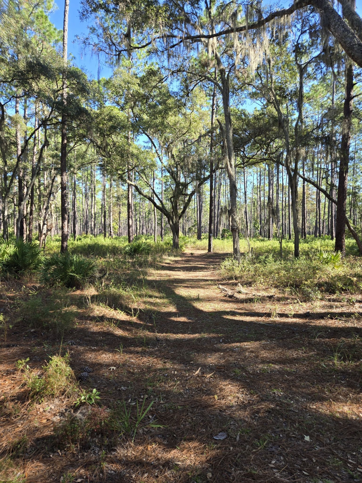 Shaded dirt path through a sunny forest with tall pines and mossy oaks. - Longleaf Flatwoods White, Yellow, and Red Loop