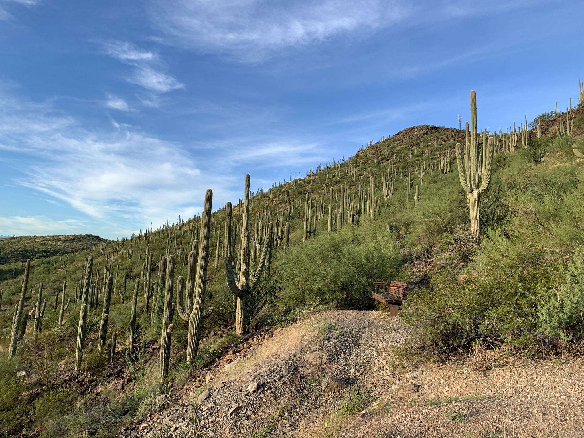 Desert hillside with saguaro cacti and green brush under a blue sky. - Tumamoc Hill Trail