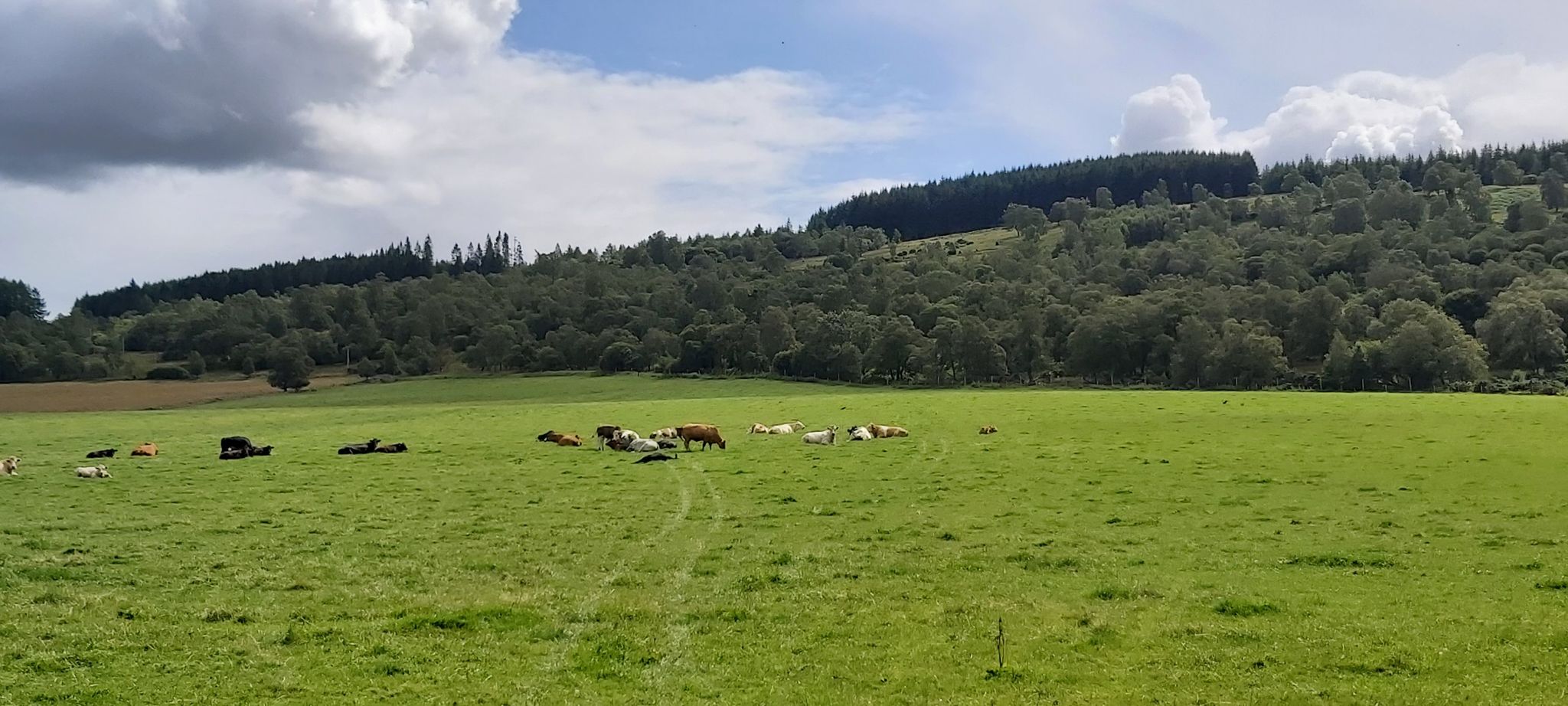 Cows