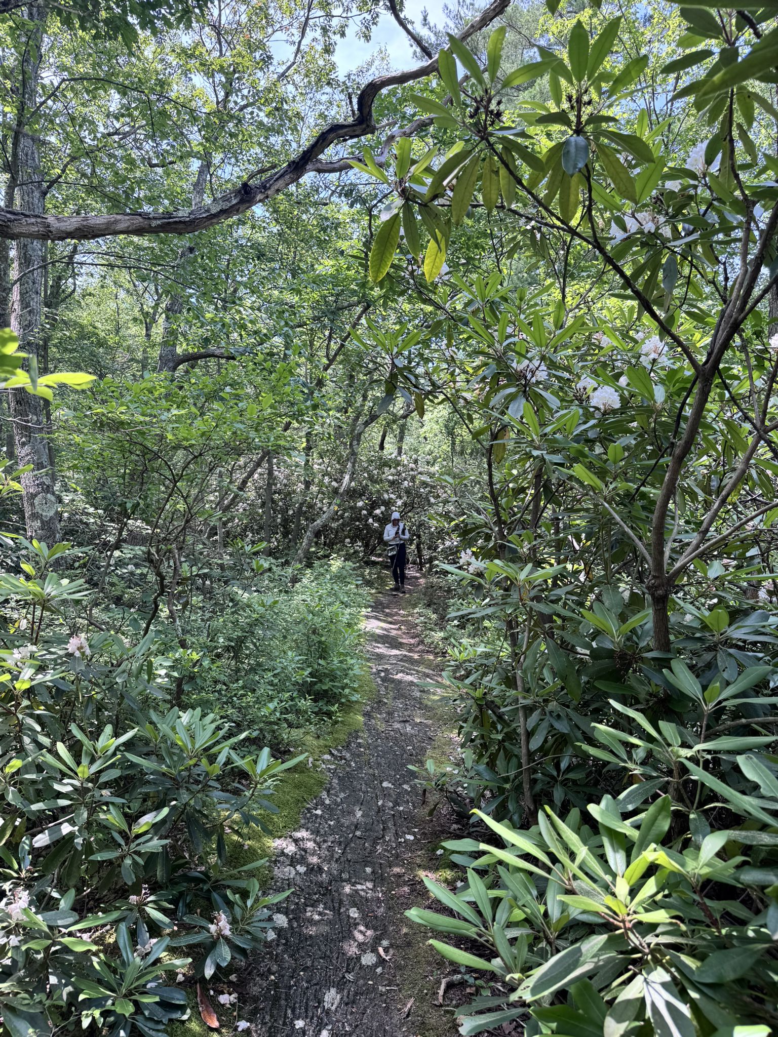 A person walks on a sun-dappled forest path surrounded by green foliage. - Ernest Walter Trail