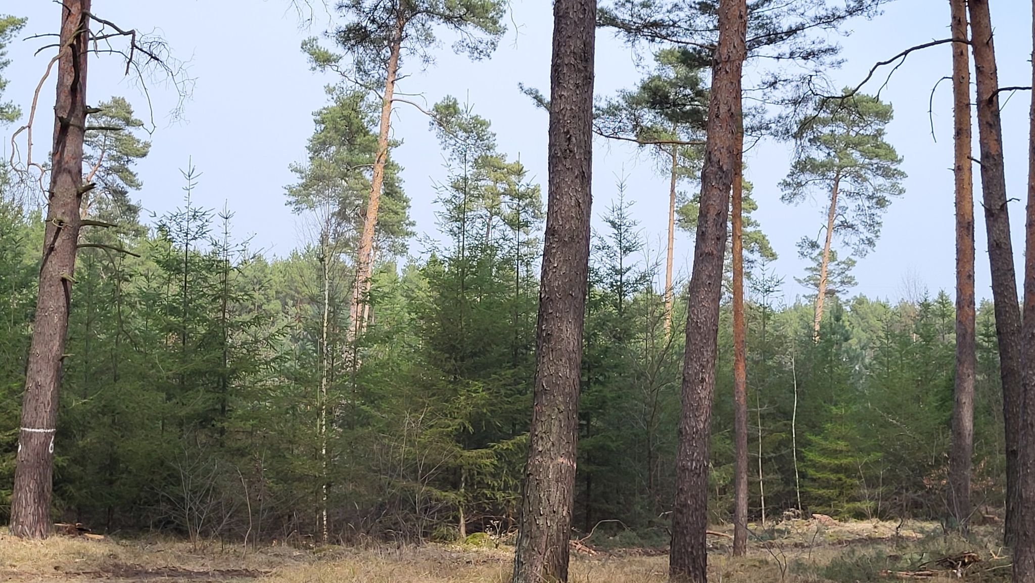 Wir sind schon wieder im Wald