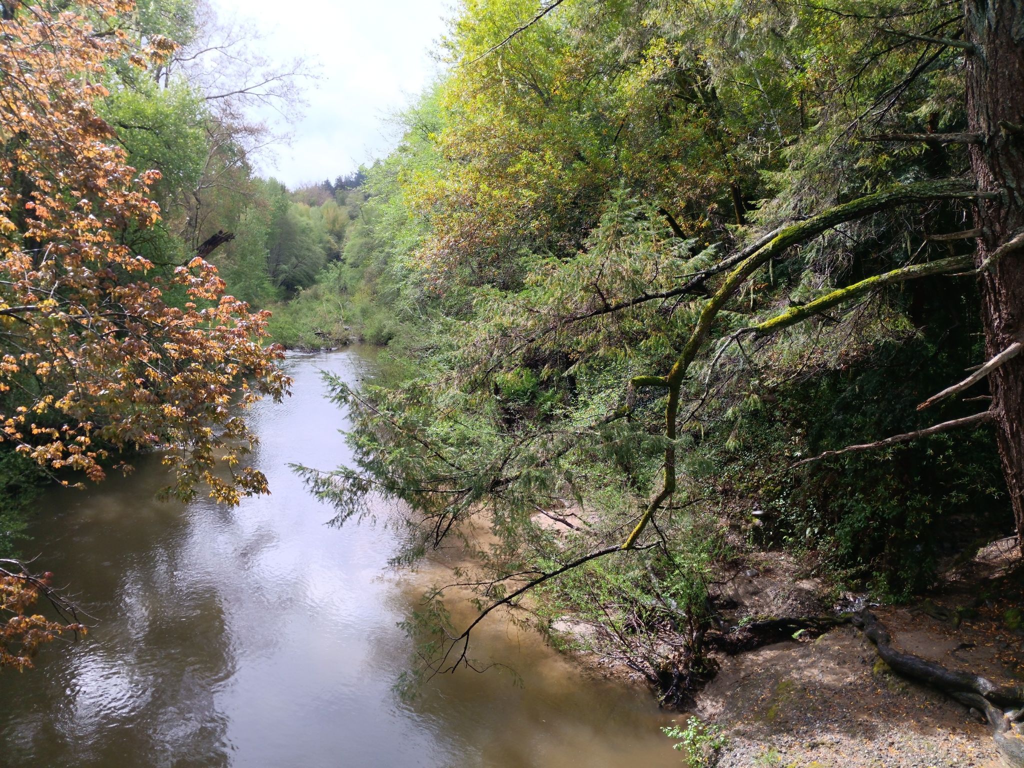 A calm river flows through a forest with green and autumn-colored trees. - Lime Kiln ruins – Barrel Mill Ruins loop from Felton
