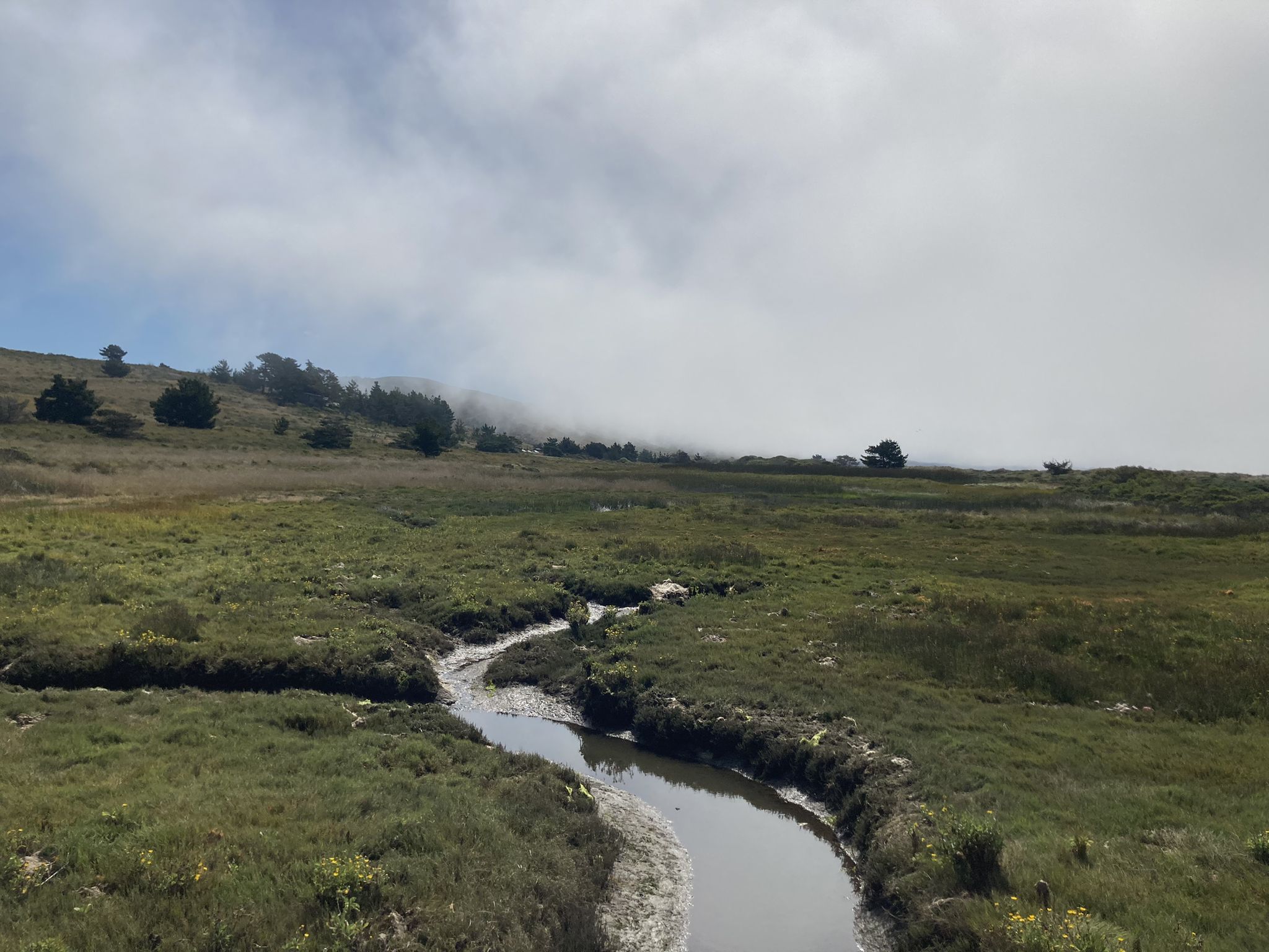 A winding stream flows through green marshland under a cloudy, foggy sky. - Muddy Hollow and Coast Trail Loop