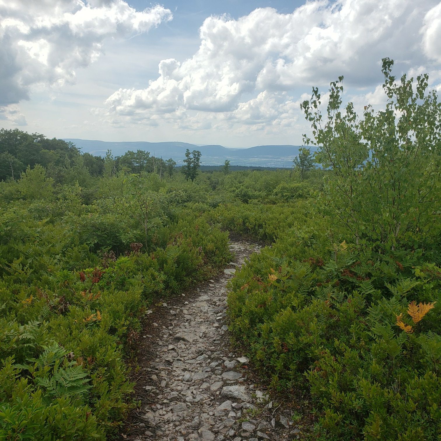 Rocky trail through dense green and yellow bushes under a cloudy sky. - Blueberry Trail loop from Dick & Nancy Eales Preserve at Moosic Mountain