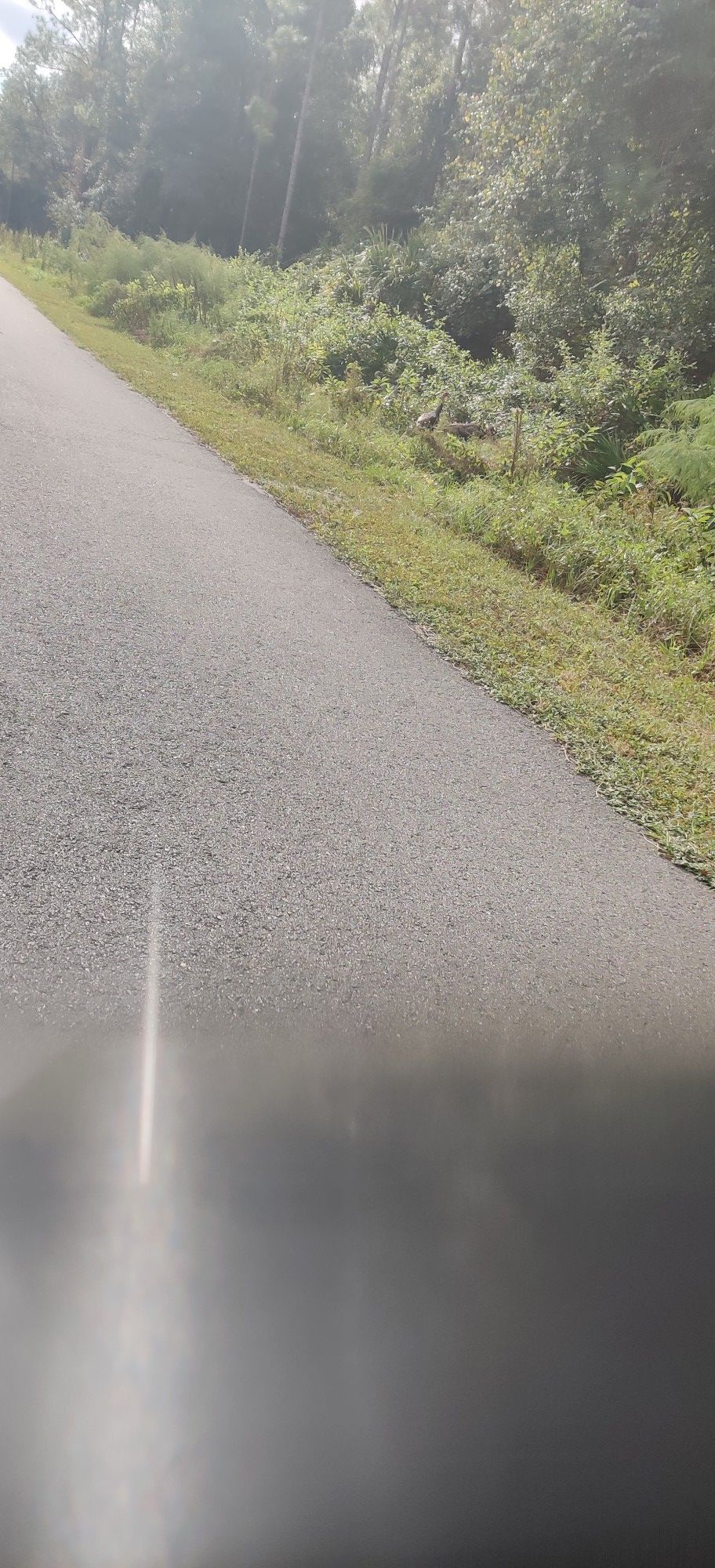 Paved road ascending a gentle slope, bordered by green foliage. - Roadbike loop from Farmton