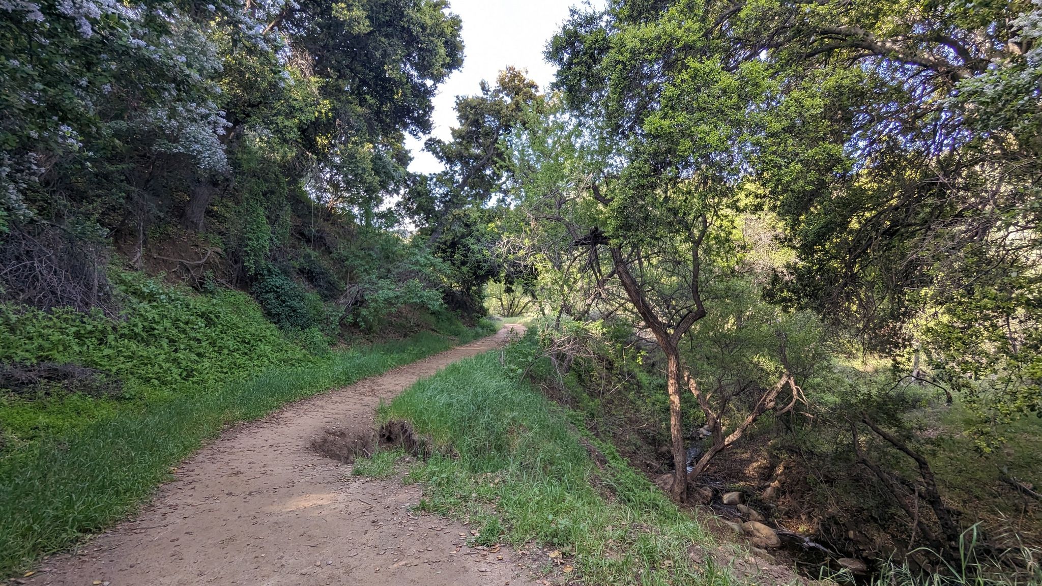 A winding dirt path through a green, tree-lined hillside on a sunny day. - Wiley Canyon Trail