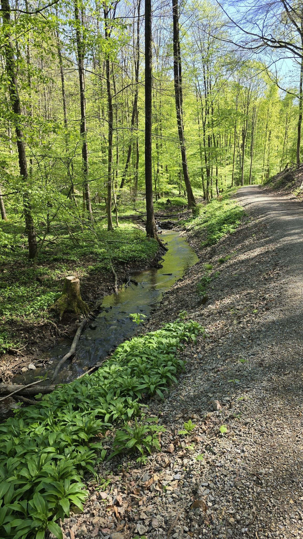 am Sührbach entlang