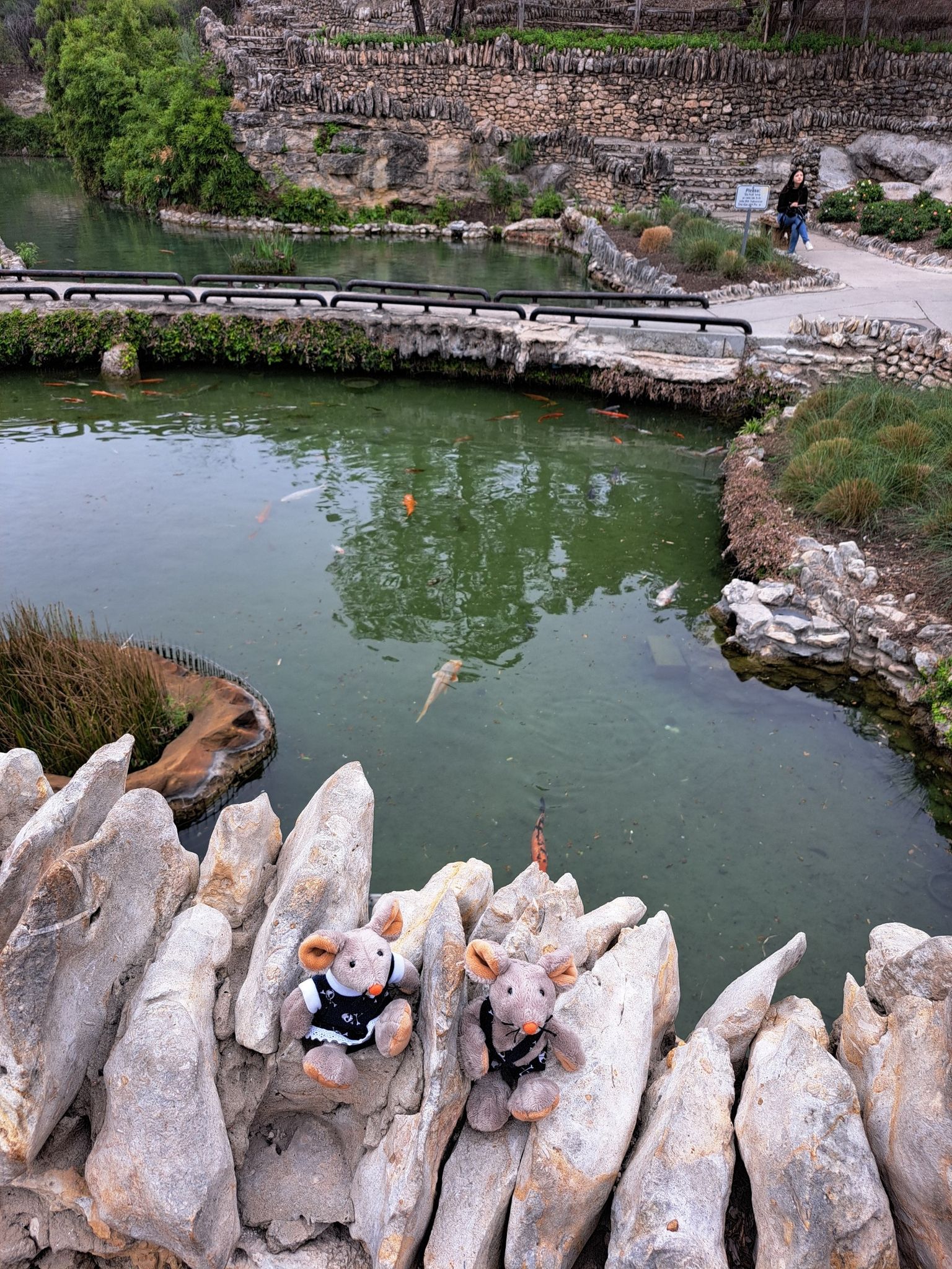 Two plush mice on a rocky ledge overlooking a green pond. - Brackenridge Park – Japanese Tea Garden loop from San Antonio Zoo Eagle Train Station