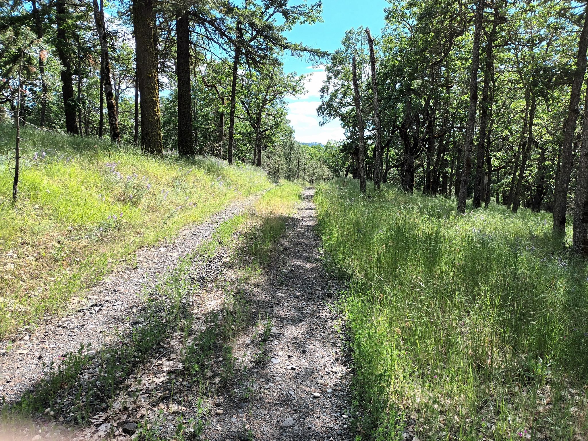 Waldweg zum  Peak