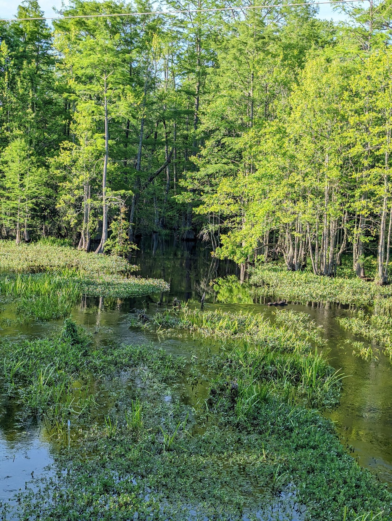Bright swamp scene with dense green trees and water covered in aquatic plants. - Dunn-Erwin Rail Trail