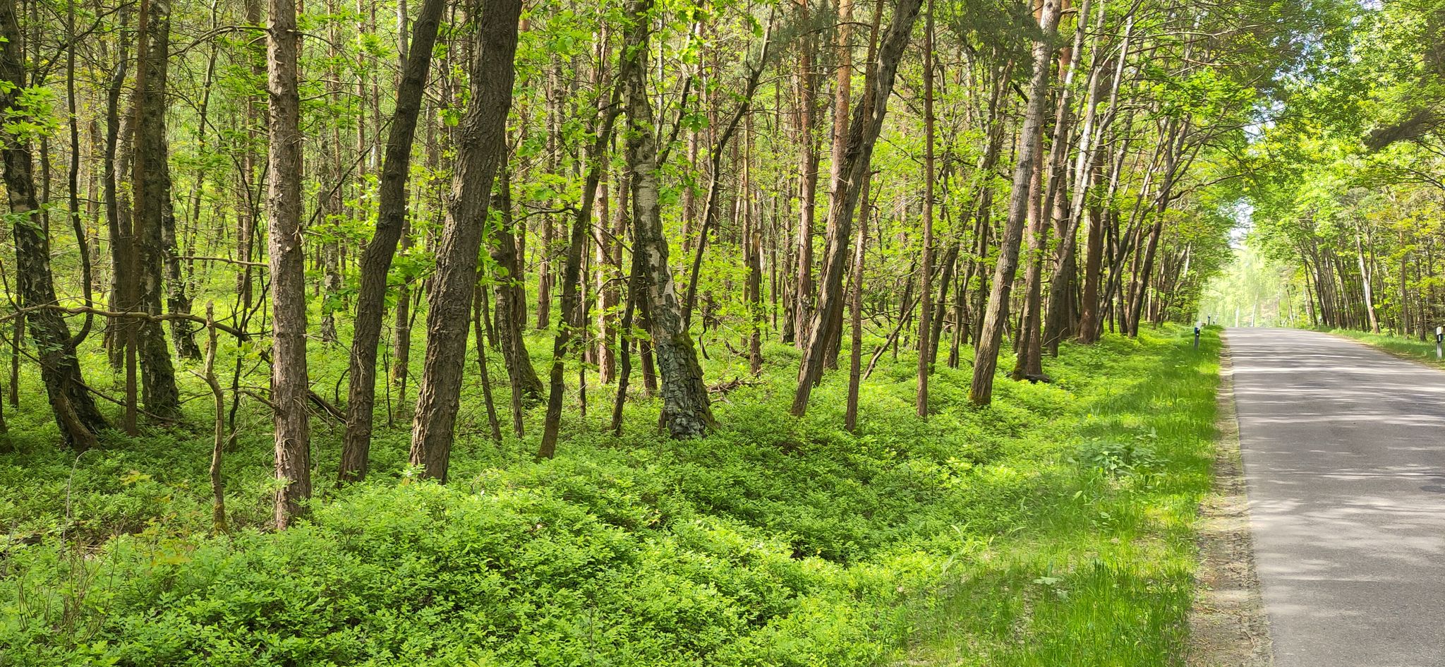 Wald voller Heidelbeeren 🫐