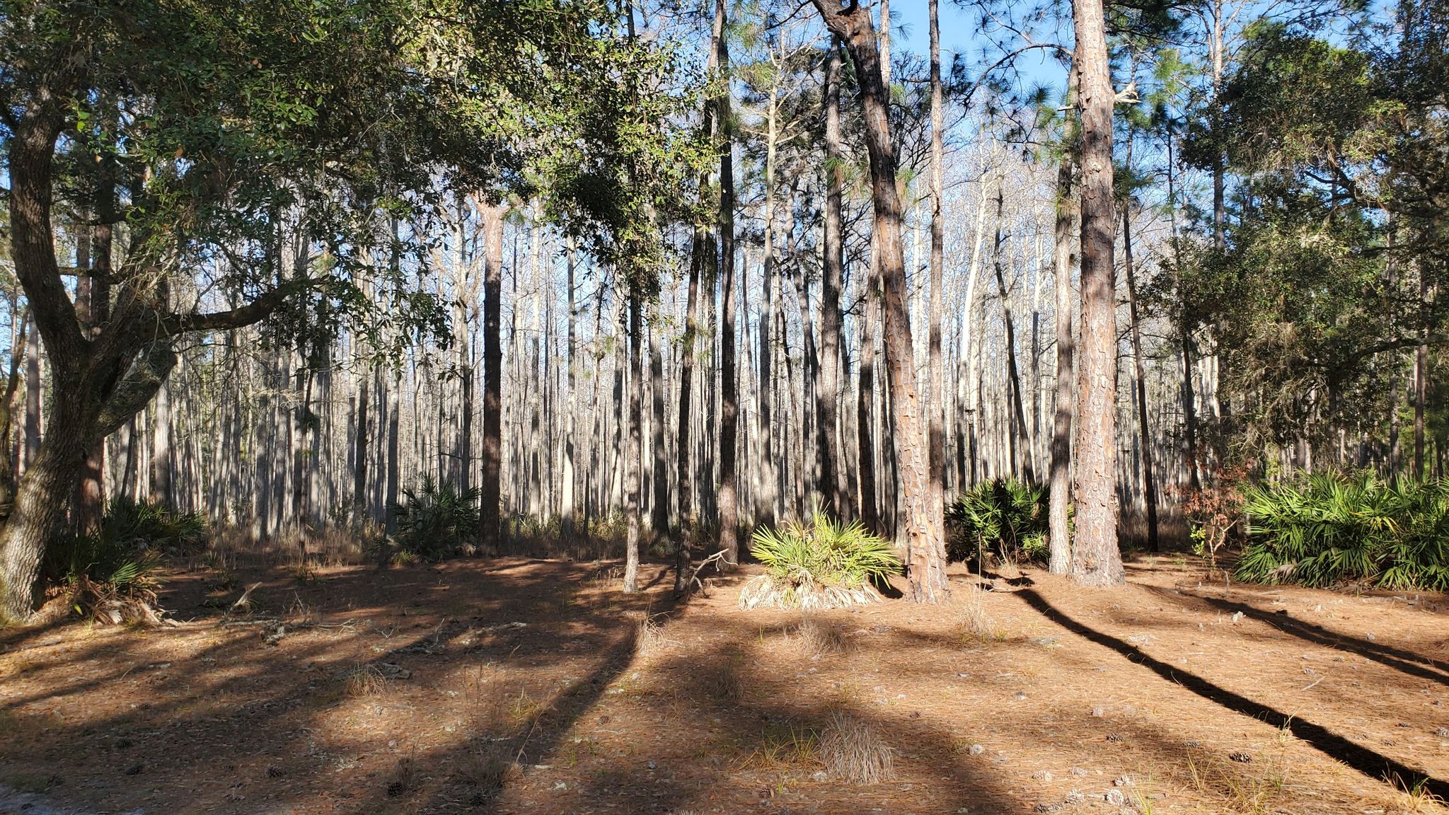 Sunny forest with tall pine trees and dappled light on the ground. - Split Oak Forest Wildlife And Environmental Area Loop