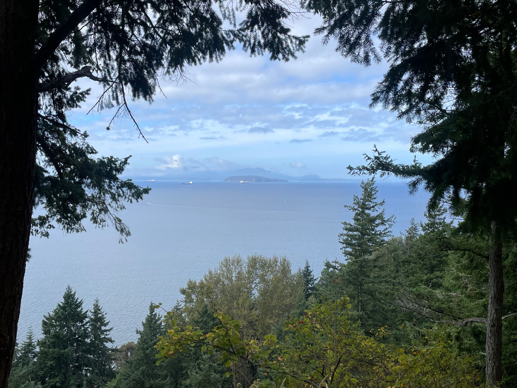 Ocean and distant land framed by dark green evergreen trees on a bright day. - Chuckanut Drive