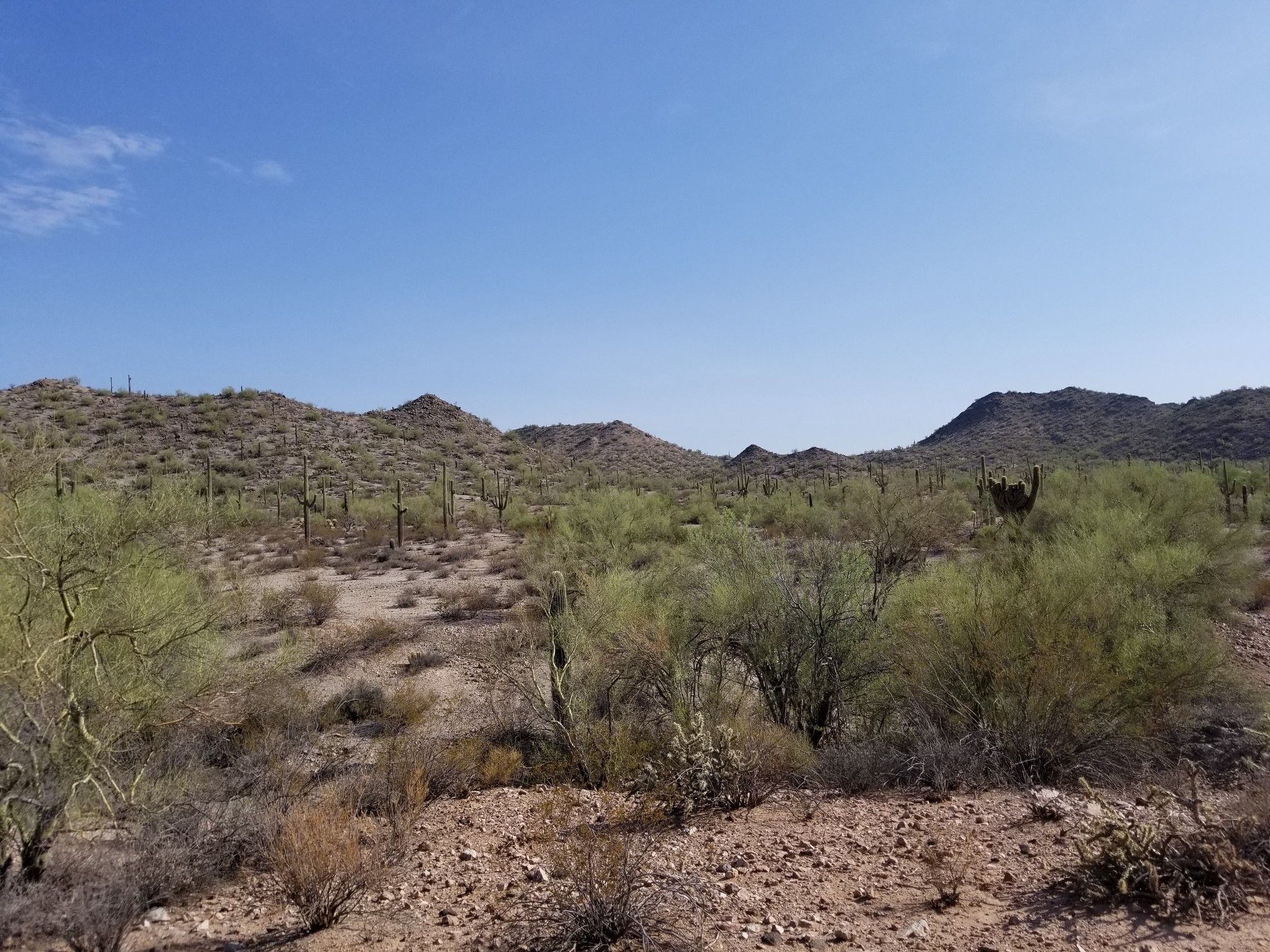 Sunny desert landscape with low hills and sparse green vegetation under blue sky. - San Tan Trail loop from San Tan Mountain Regional Park