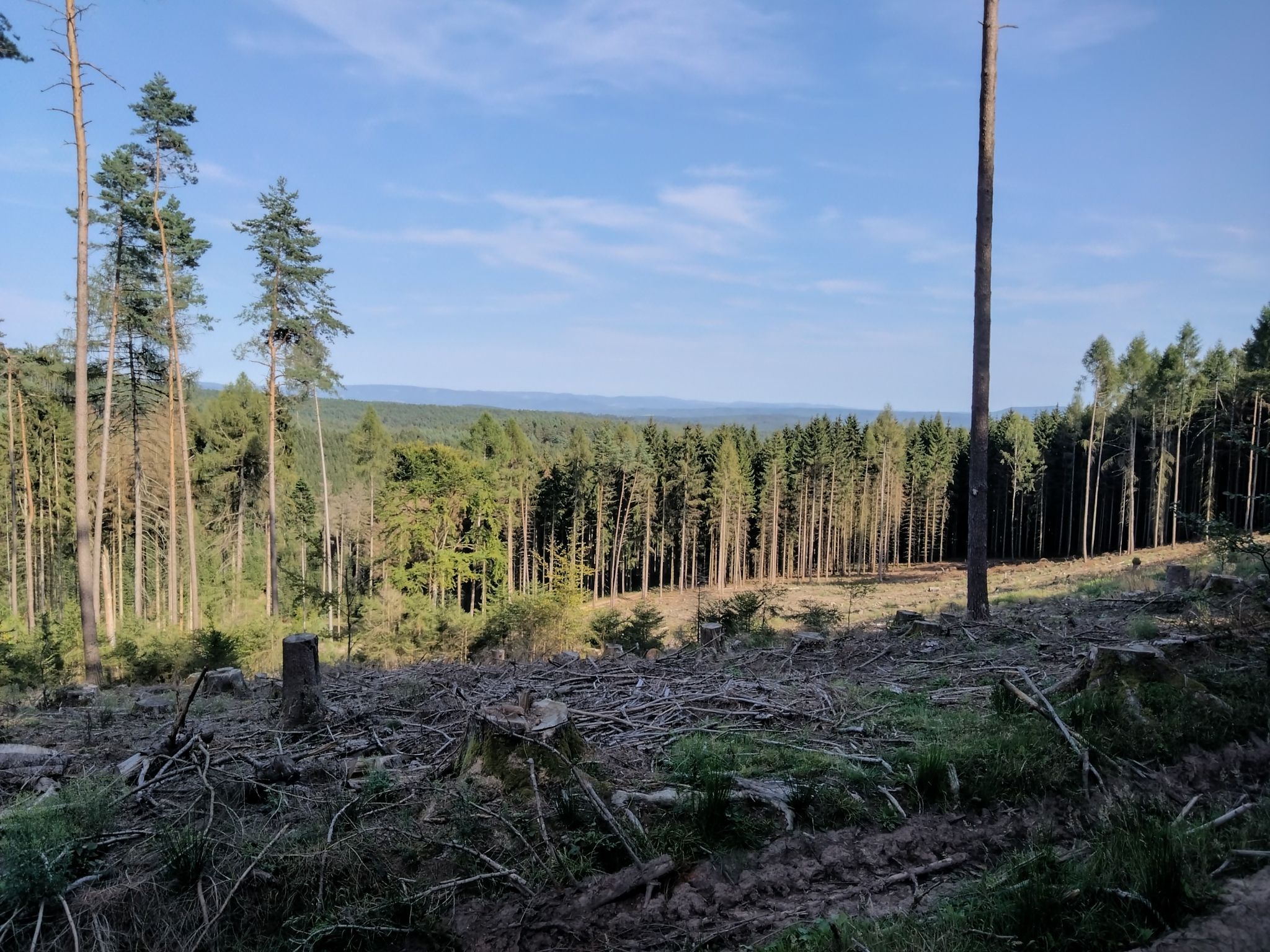 Ausblick zum Thüringer Wald 🌲🌲🌳