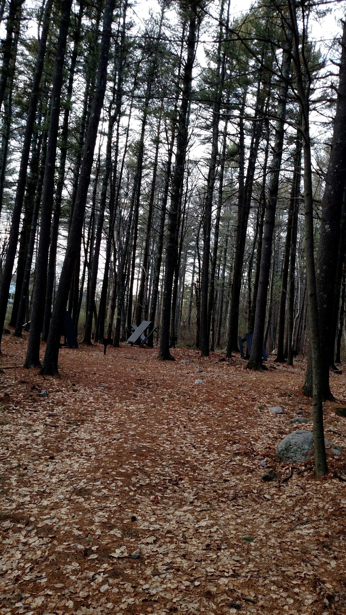 A dense forest with tall, thin trees and a ground covered in brown leaves. - High Rock Loop