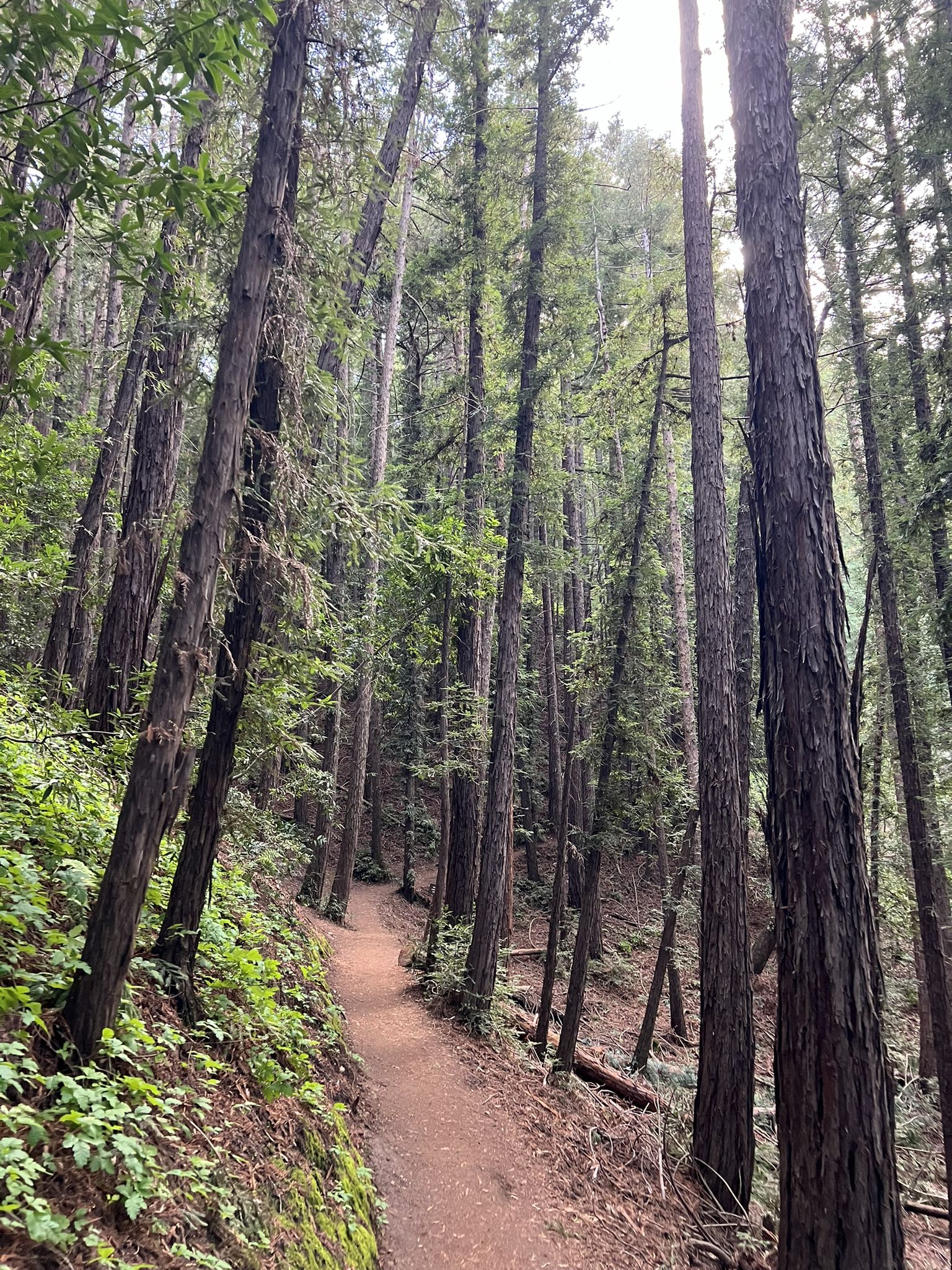 A narrow dirt path winds through a dense forest of tall trees. - Lookout and Redwood Trail Loop