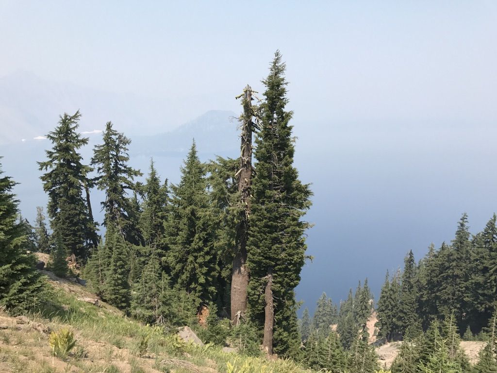 Pine trees on a hillside overlooking a vast, calm body of water. - Mazama Village to Rim Village