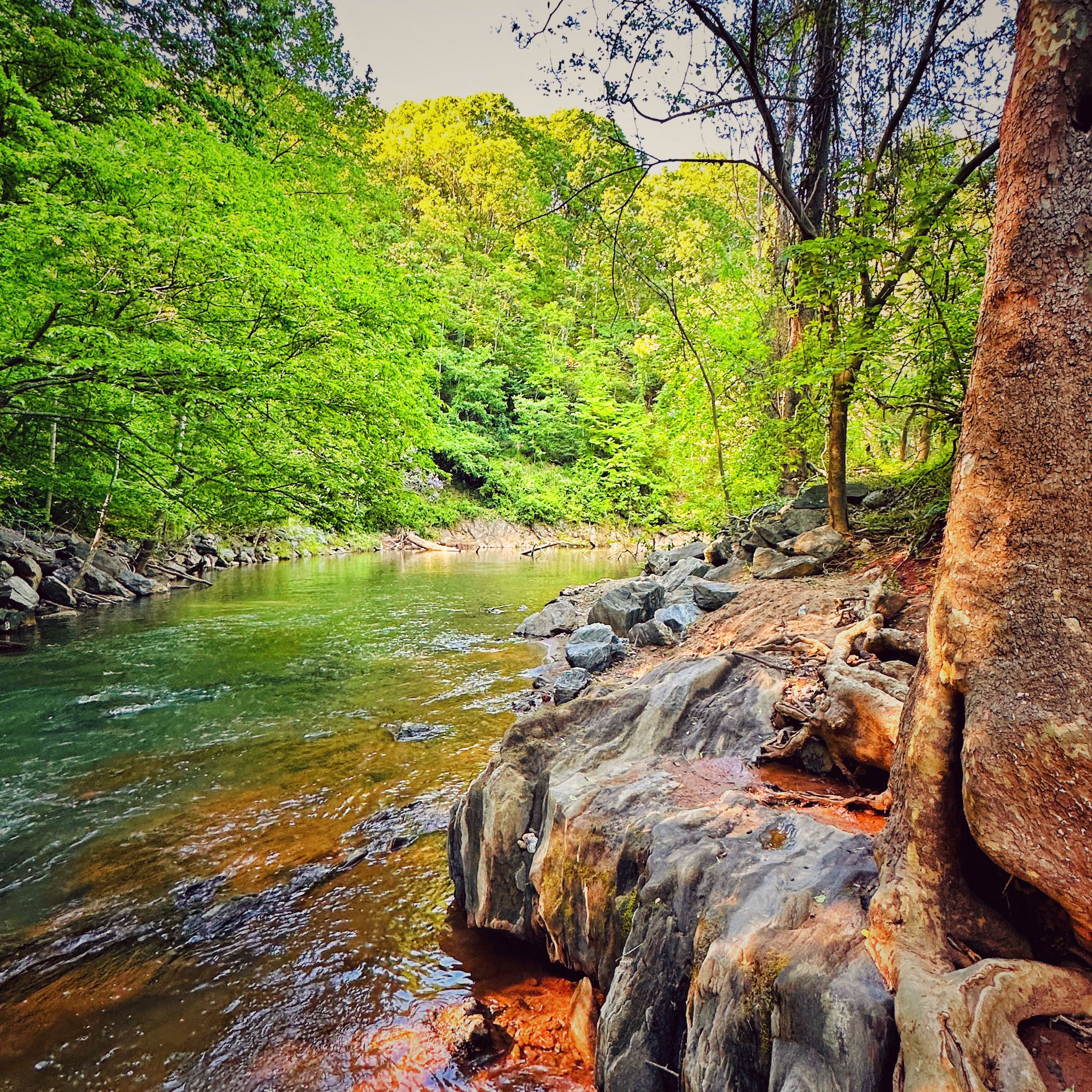 Vibrant green forest lines a clear, rocky riverbank under bright natural light. - Blackwater Creek Trail via Riverwalk Trail