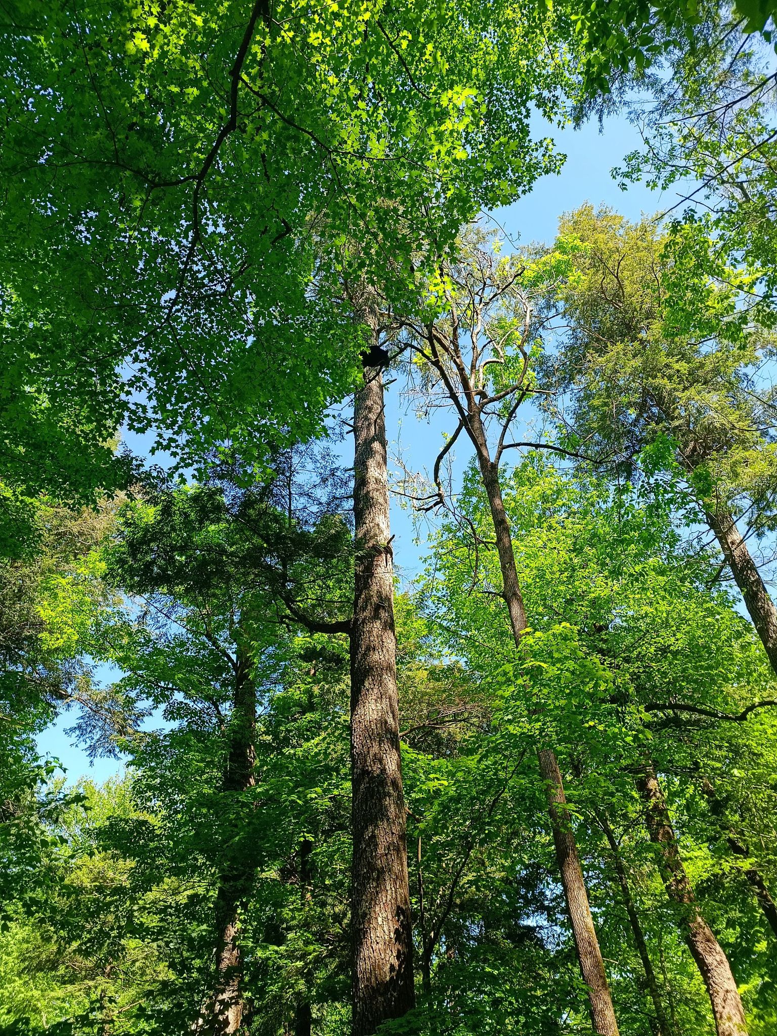 Looking up at a dense green forest canopy on a bright day. - Noah Bud Ogle Cabin – Trillium Gap Trailhead loop from Mountain Loft Resort