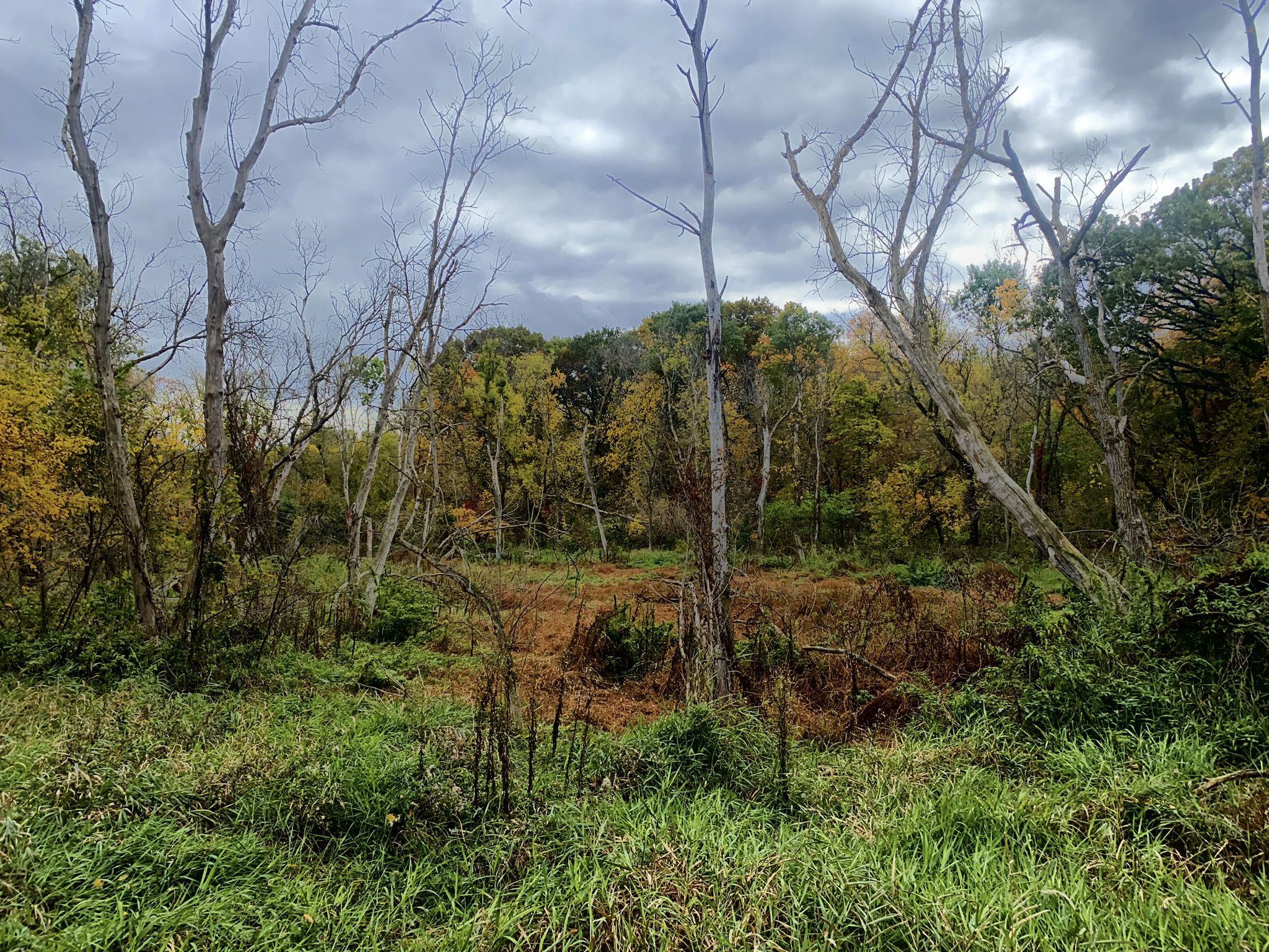 Forest clearing with bare trees, autumn foliage, and a cloudy sky. - Victoria-Evergreen Park Loop