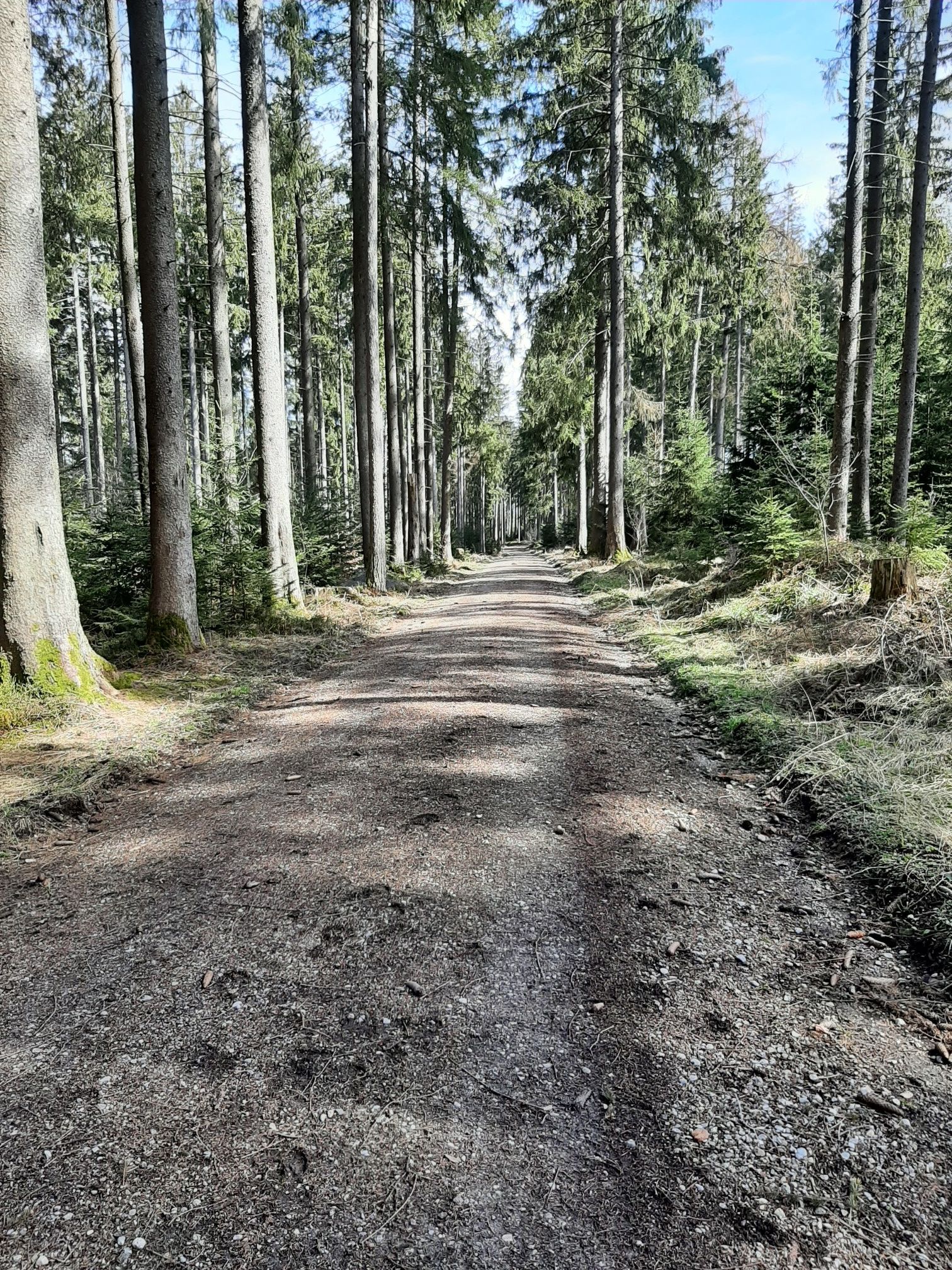 Flowiger waldweg