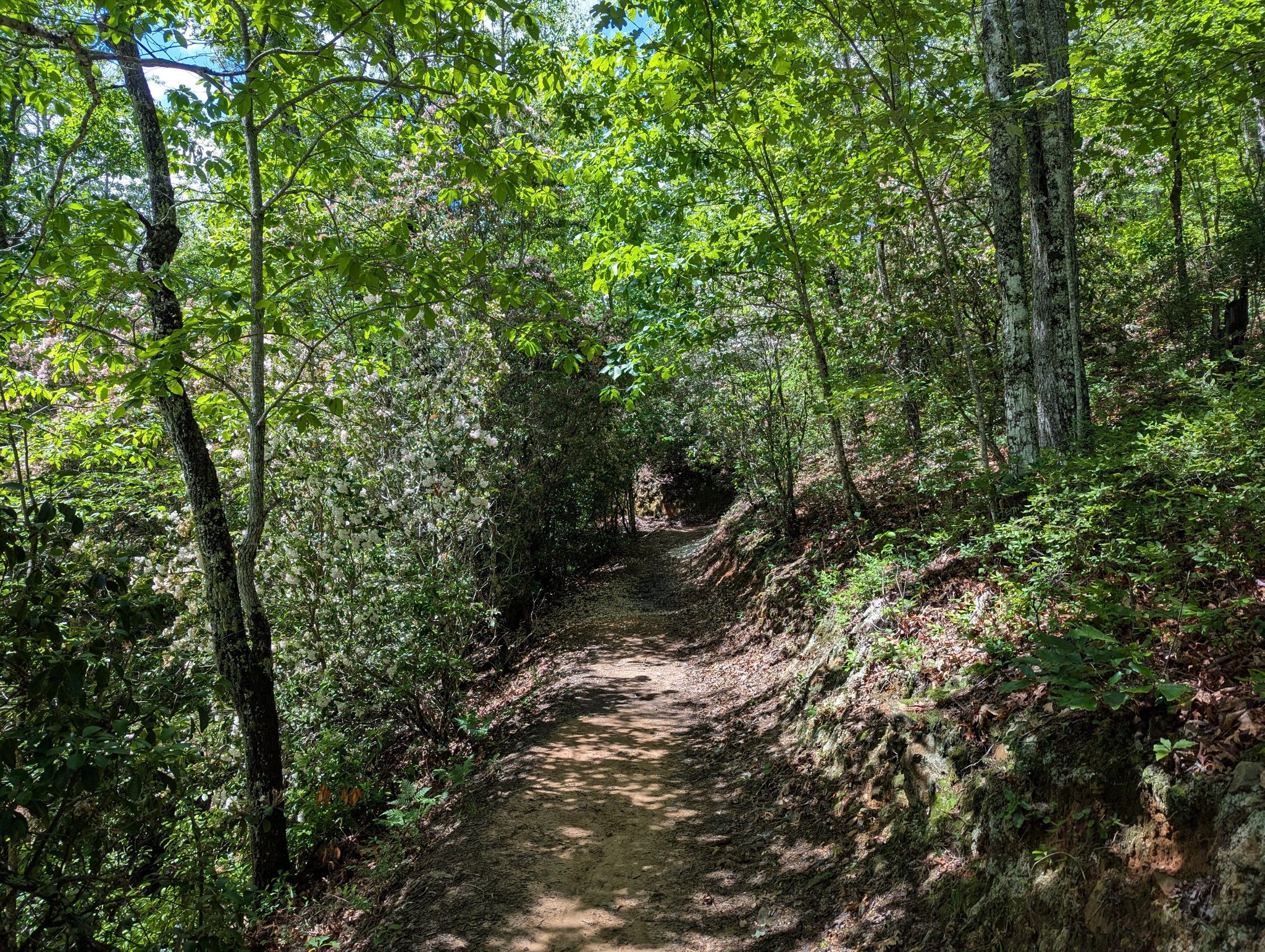 A shaded dirt path curves through a vibrant green forest. - Whiteoak Branch and Forney Creek Loop