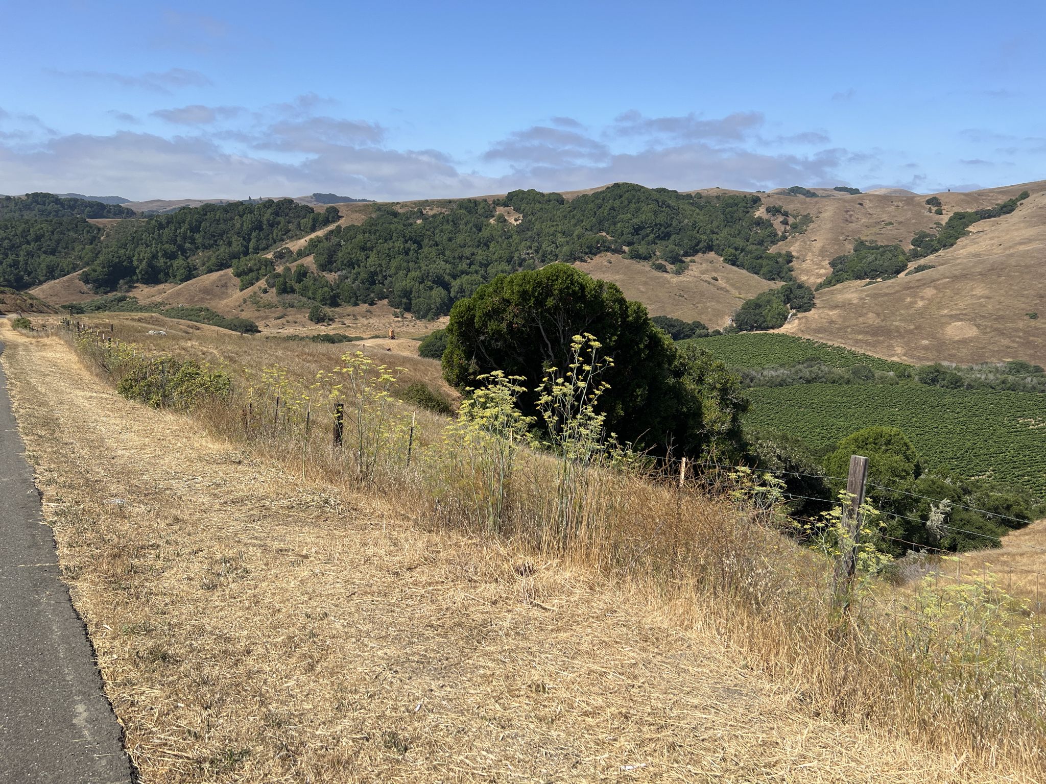 A road alongside dry grass, with green hills and a vineyard in distance. - Steamer Landing Park – Riverfront trail 🌊 loop from Petaluma Downtown