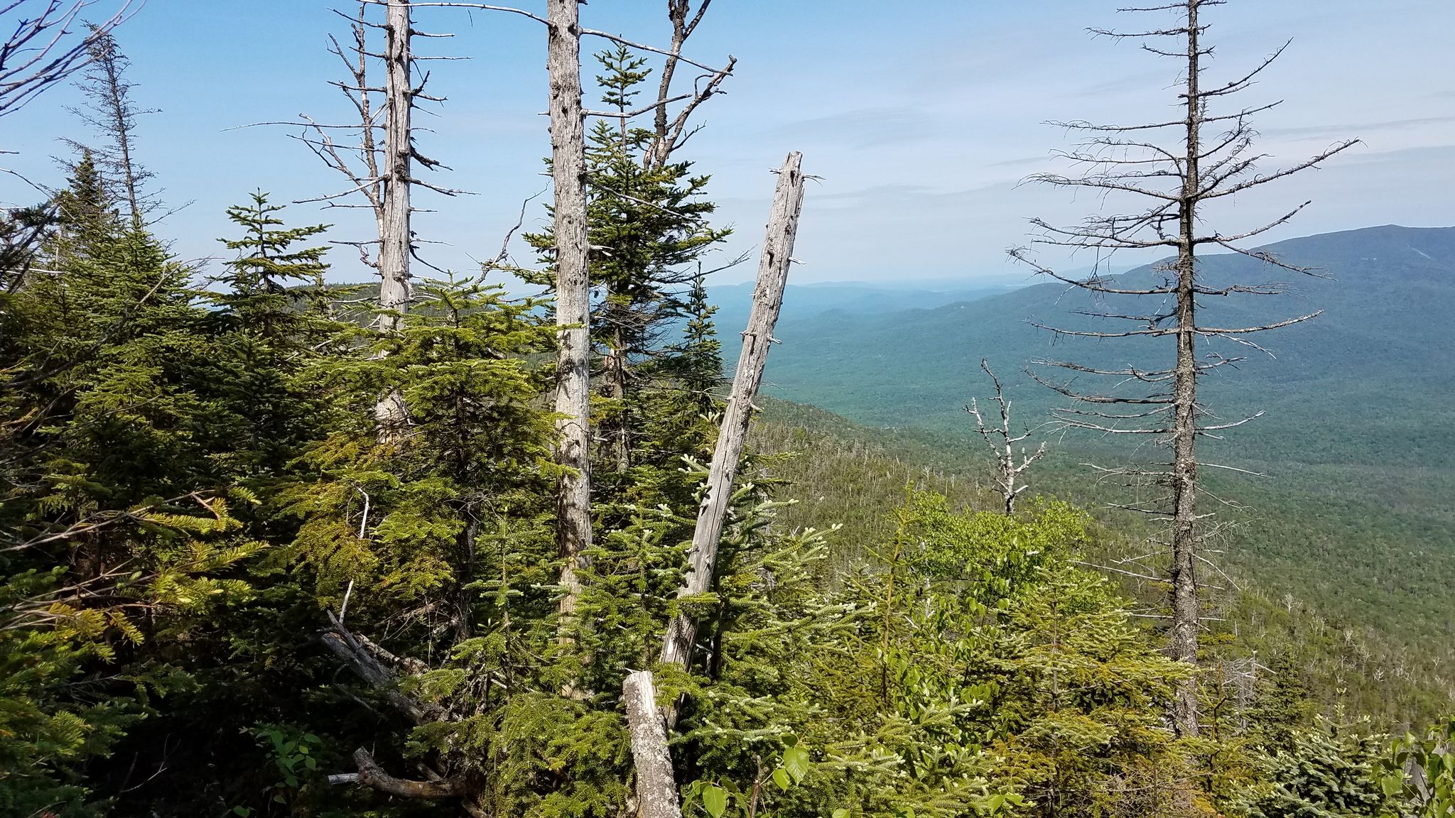 Sunny view of a dense forest with dead trees and distant mountains. - Santanoni Range Trail