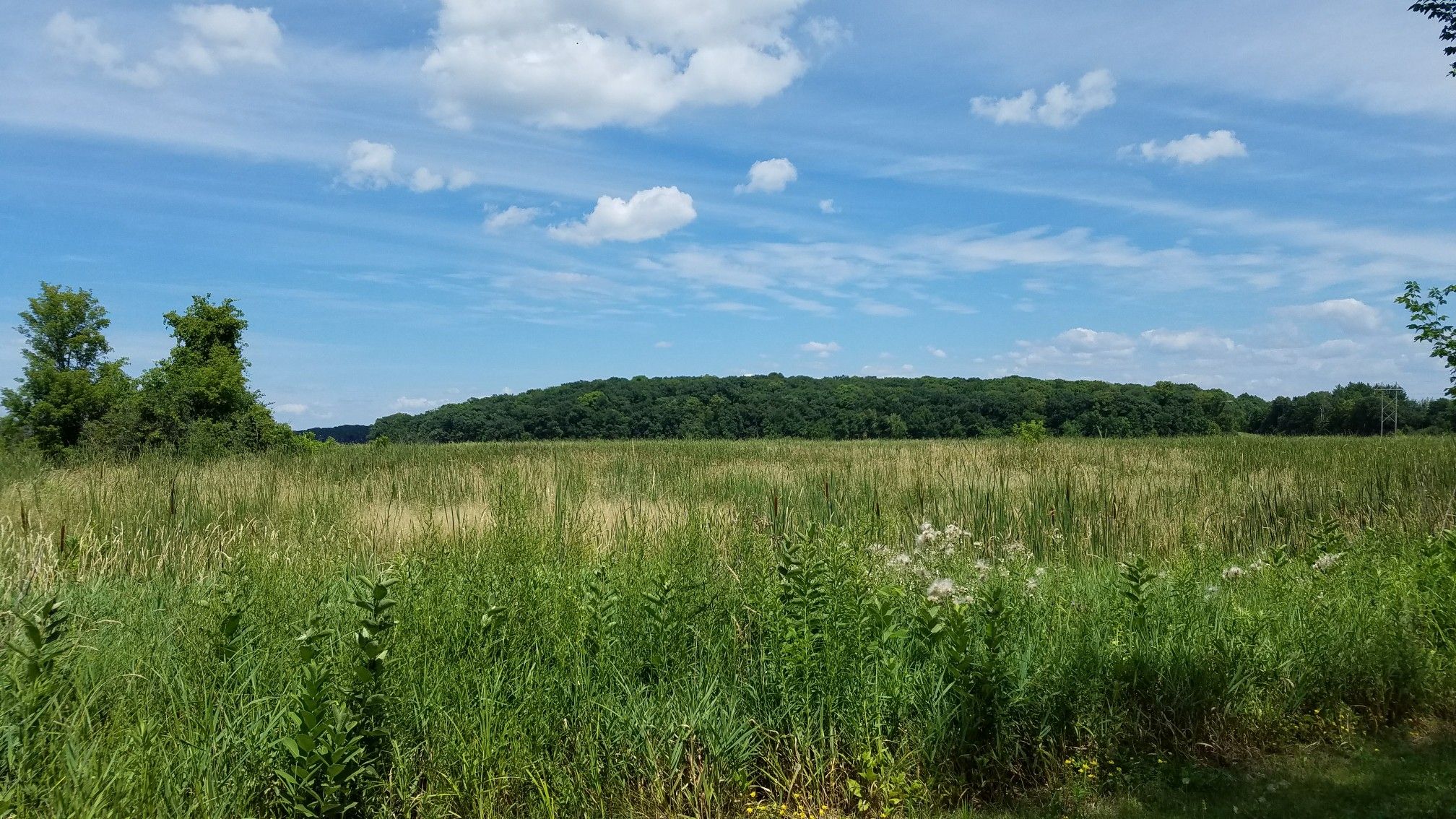 Wide green field with tall grasses and distant forest under a blue sky. - Lake Independence Regional Trail Loop