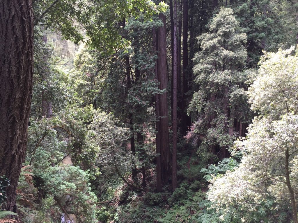 Sunlight filters through the canopy of a dense, tall forest. - Aptos Rancho Trail