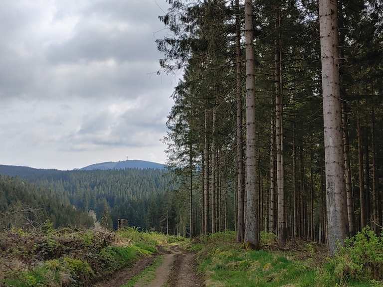 Kuttelbacher Teich Grumbacher Teich Runde von Hahnenklee Wanderung