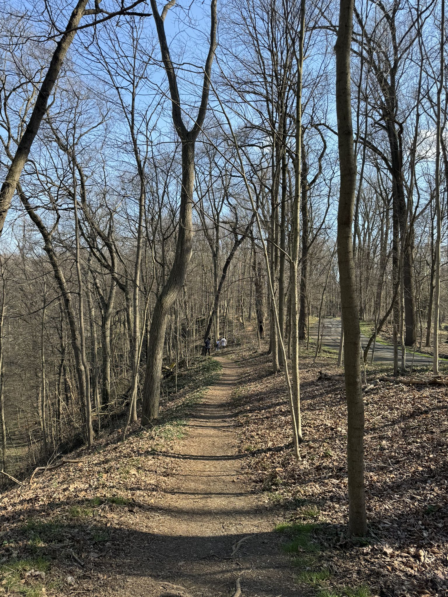 A sun-dappled dirt path winds through a forest of bare trees. - Lancaster County Central Park Trail