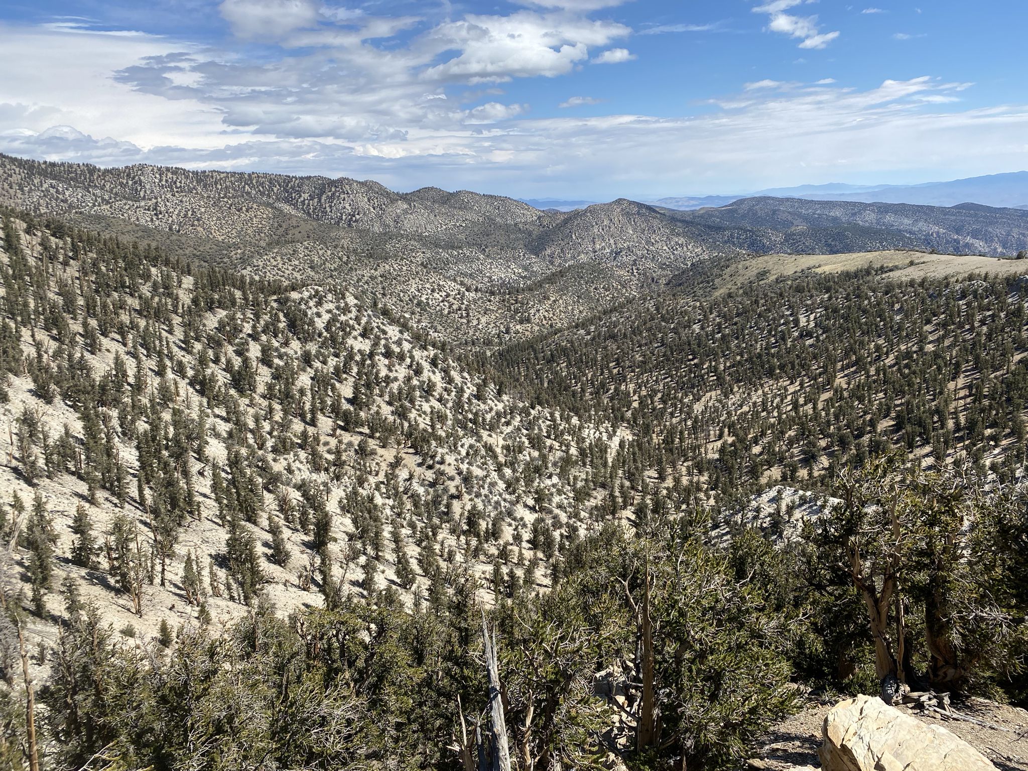 Vast mountain landscape with many tree-covered hills and valleys under clouds. - Sierra Nevada viewpoint – Methuselah Tree loop from Clem Nelson Peak