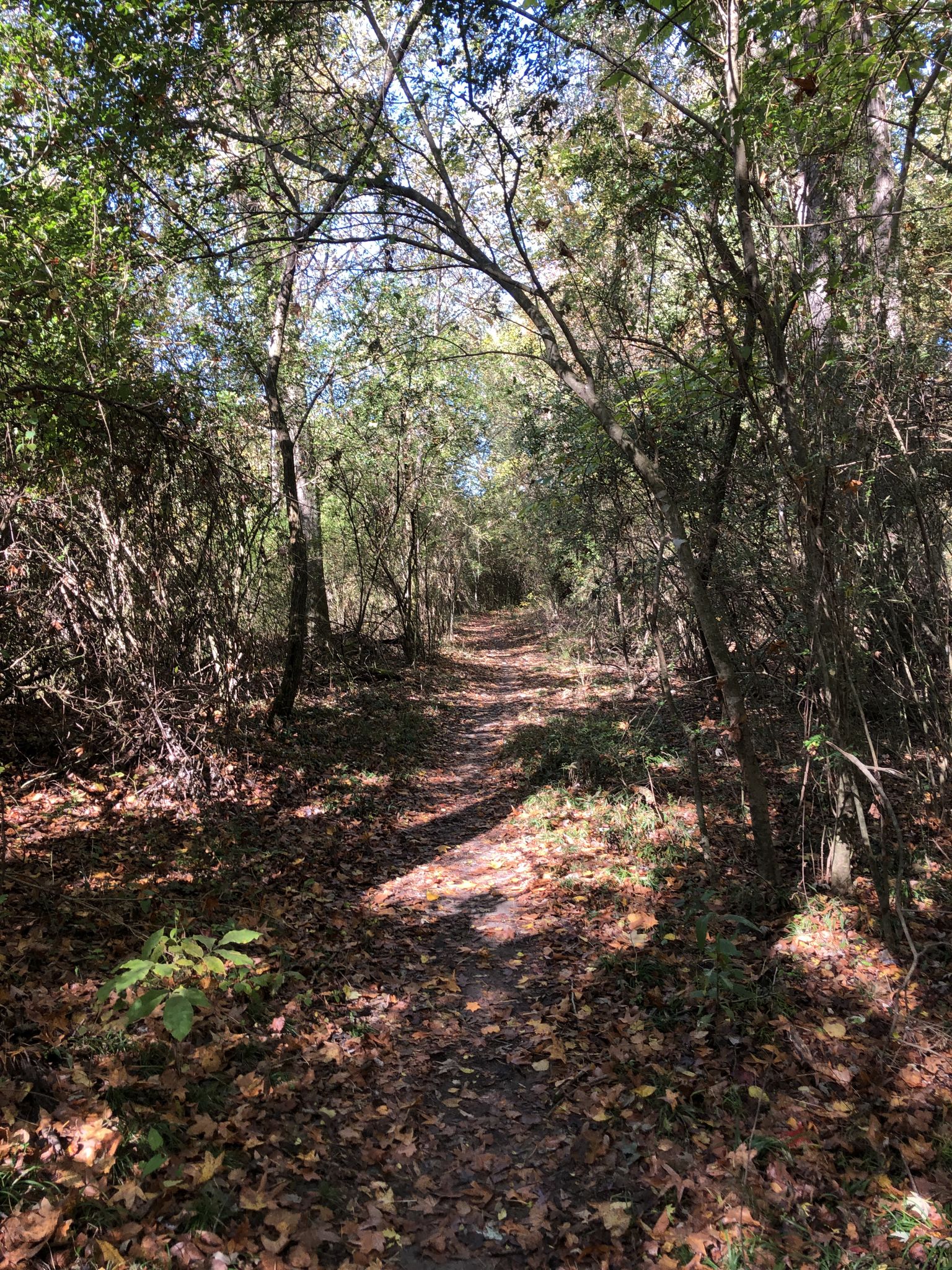 A narrow, leafy trail winds through a tunnel of dense forest. - Wolf River Blue and Yellow Trail Loop