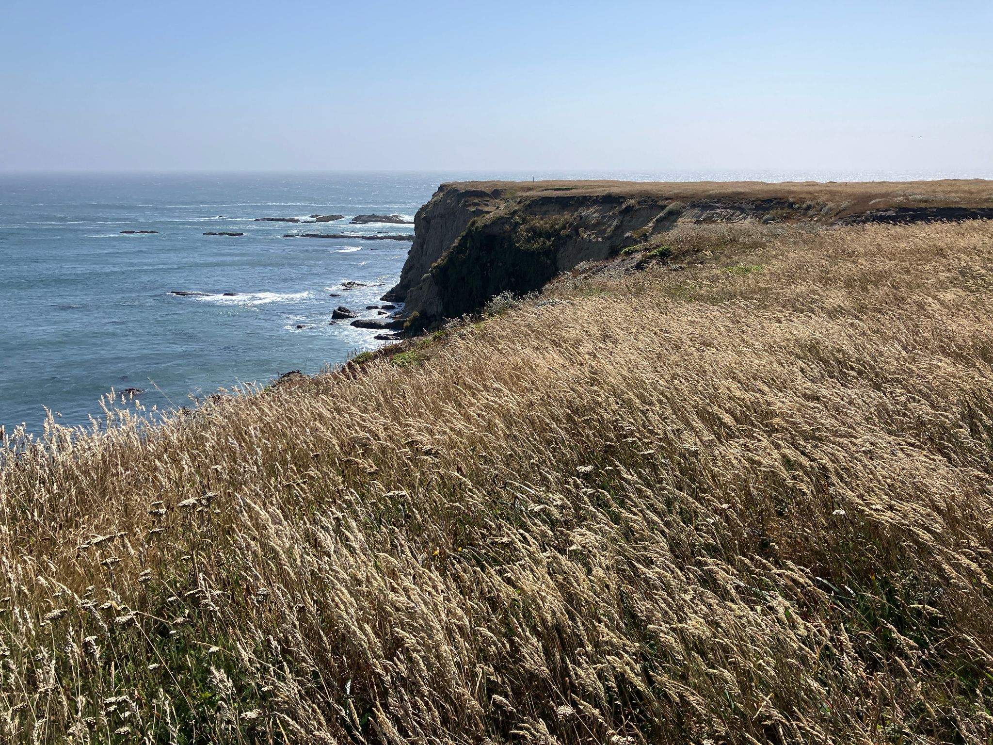 Tall dry grass covers a cliff overlooking the blue ocean with distant waves. - Arena Cove Historic District – Coastal Cove loop from Point Arena