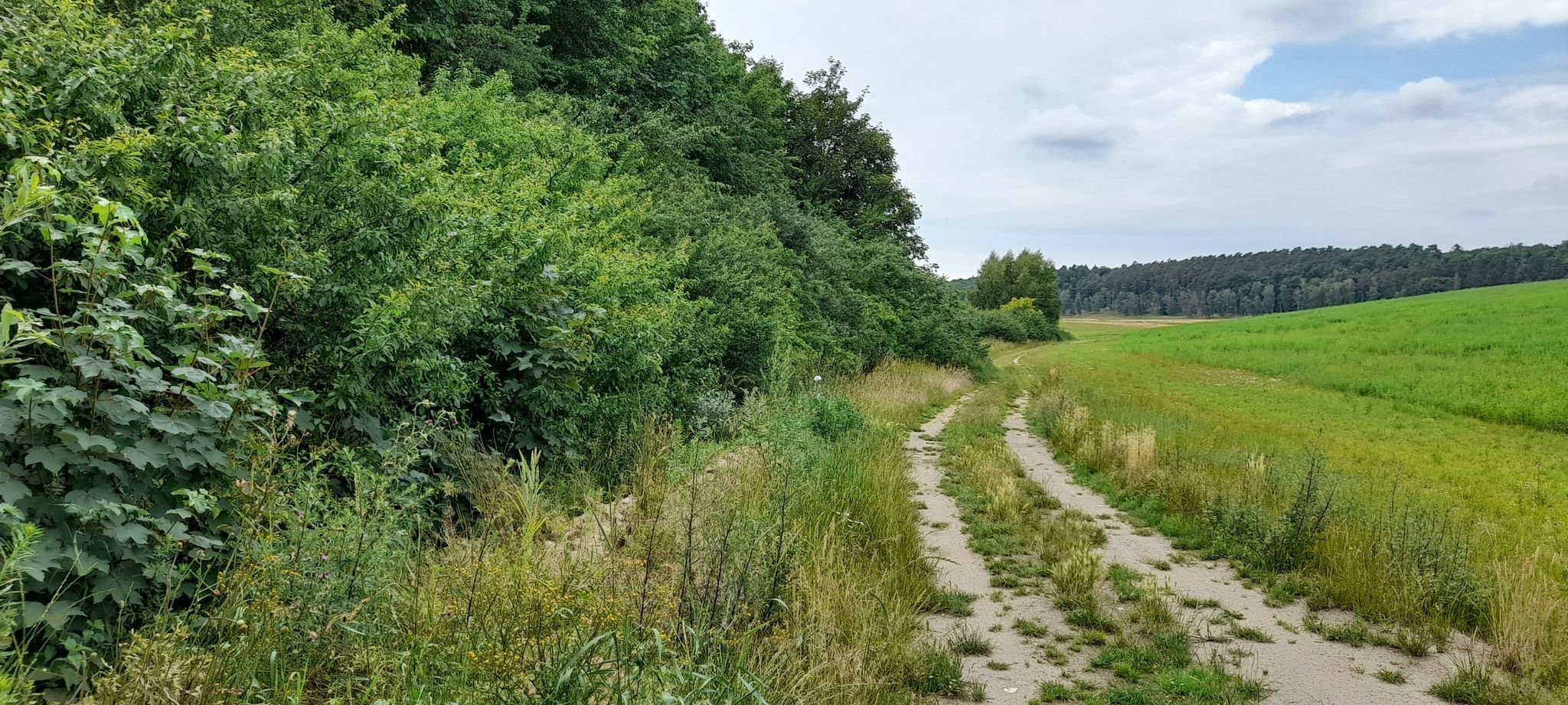 Waldeshöhe
