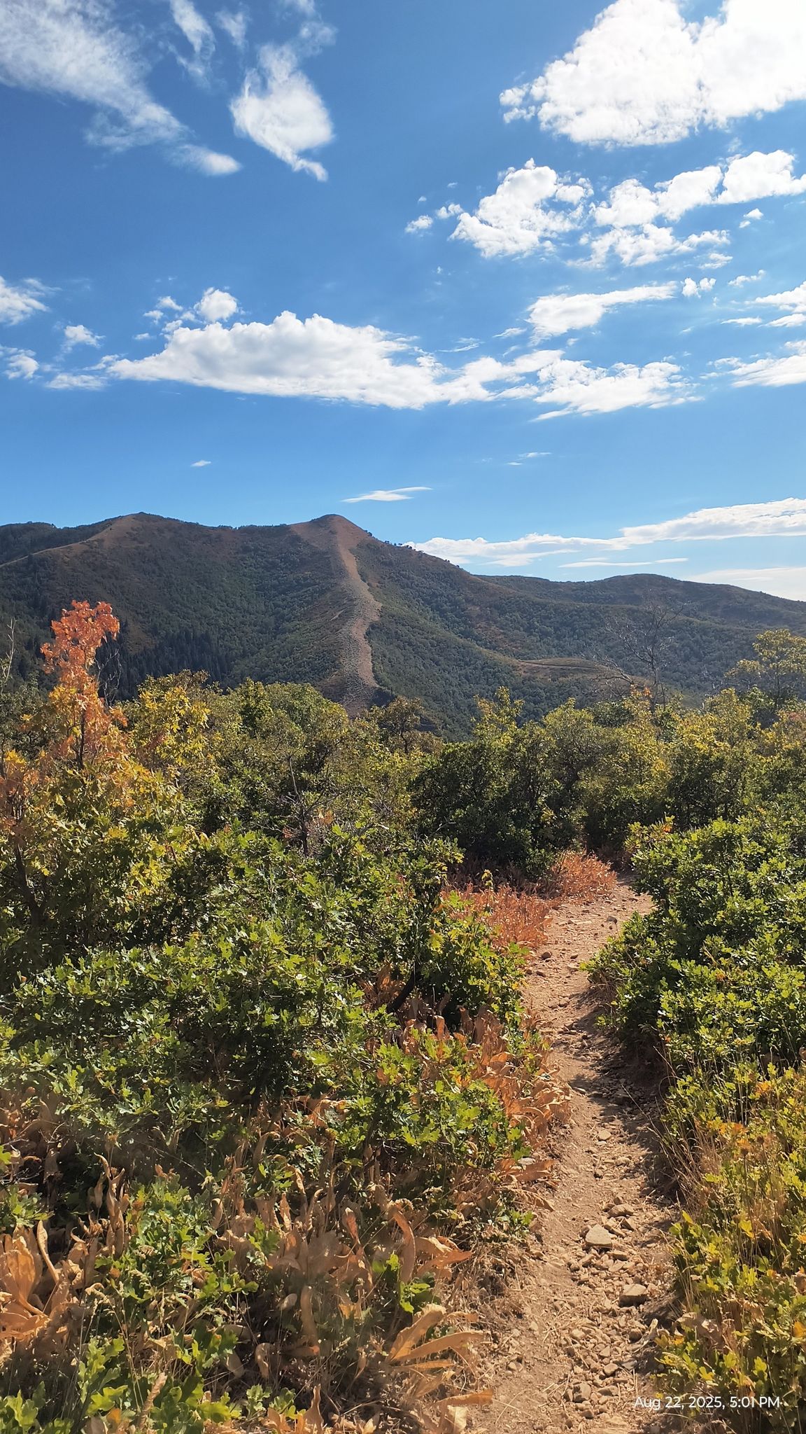 A winding dirt trail leads to distant mountains under a bright blue sky. - Kenny Creek Trail