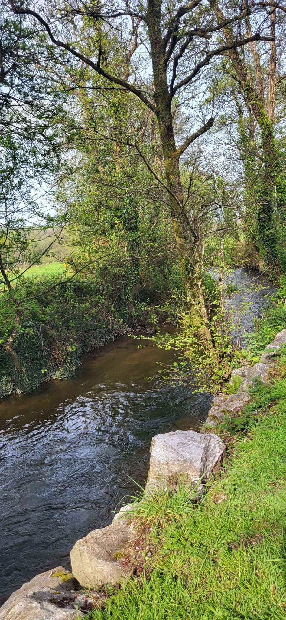 Dungourney River