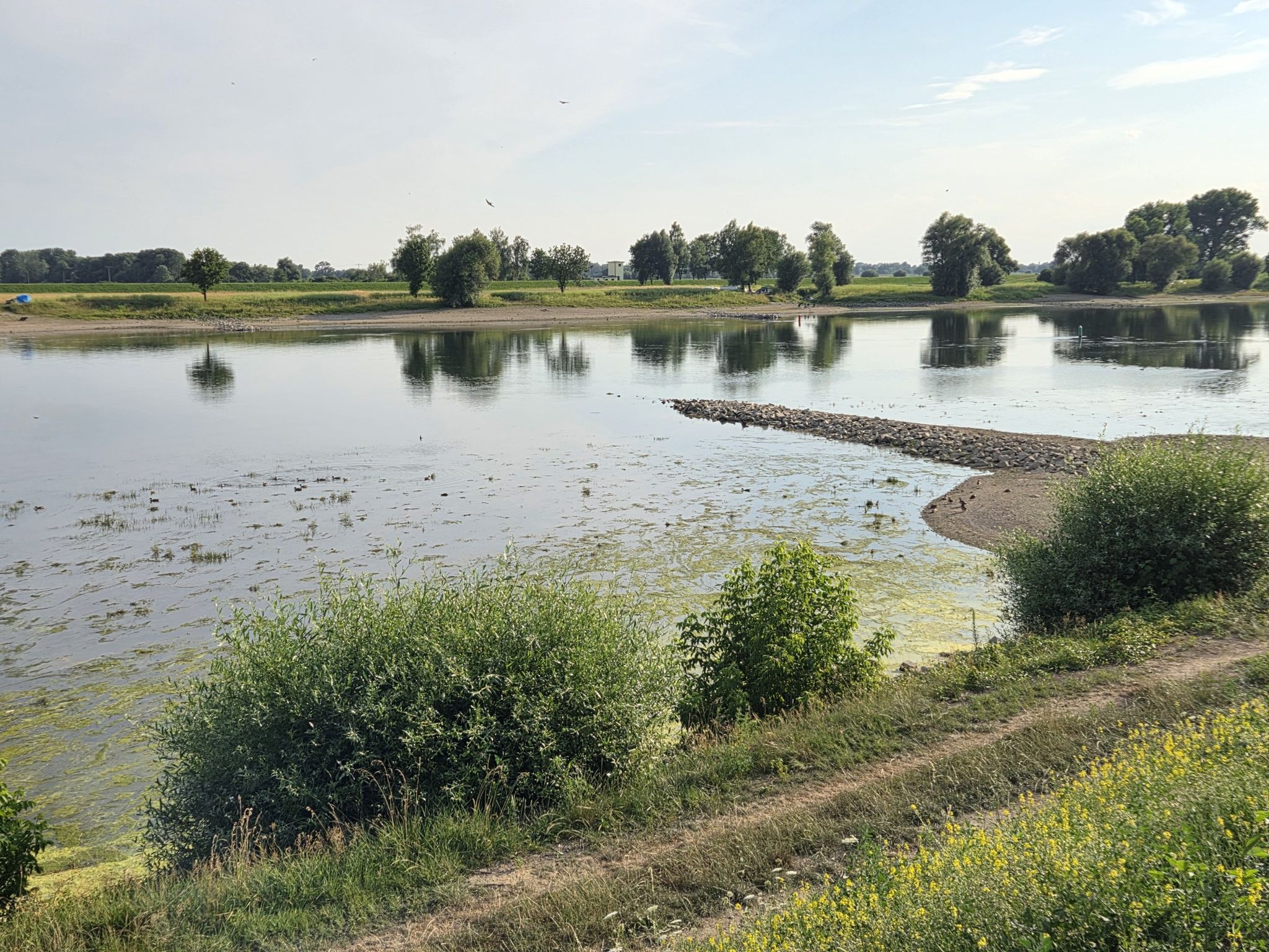 Die Donau hat bald mehr Grün als Wasser