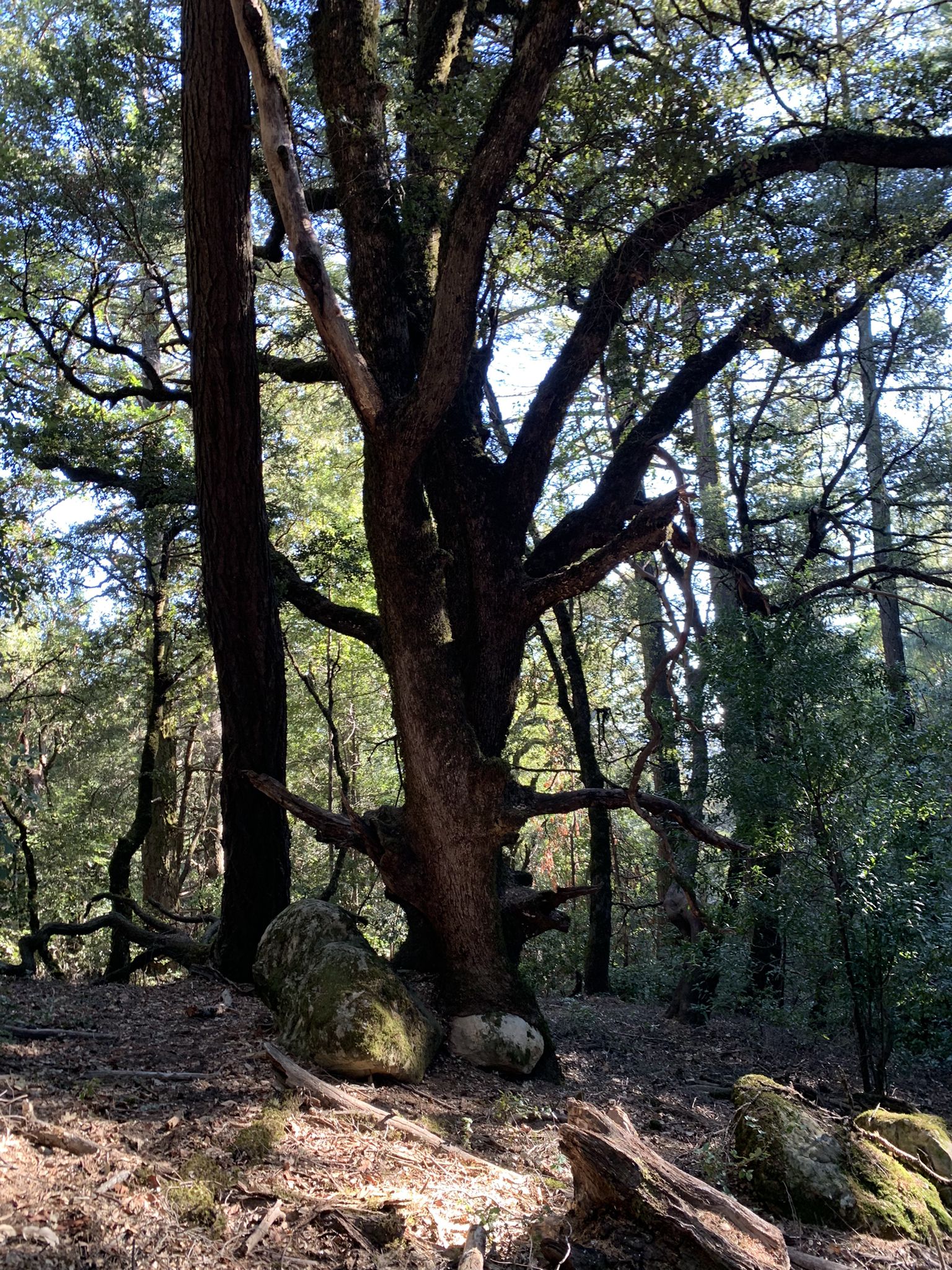 A large, multi-trunked tree with wide branches on a sunny forest floor. - Castle Rock Nature Trail