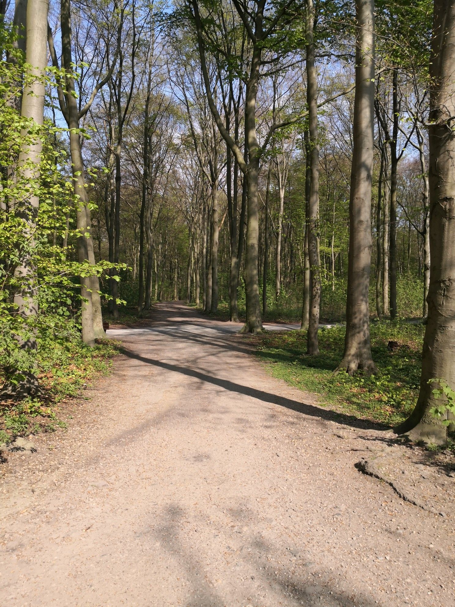 Stadtwald