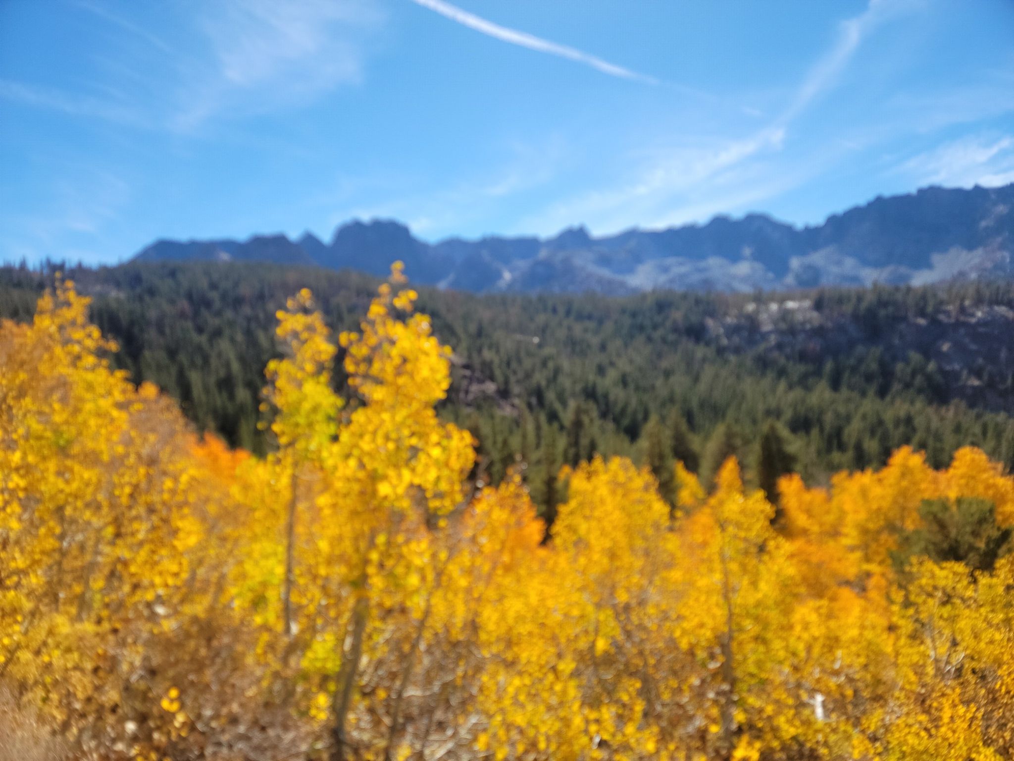 Blurry golden aspens in the foreground with a forest and mountains behind. - Heart Lake Trail