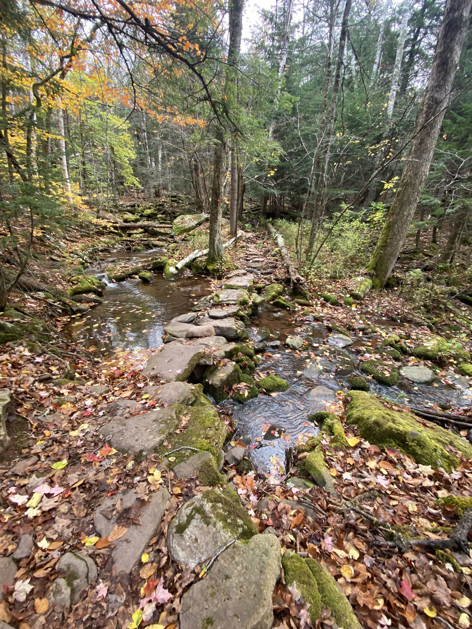 Stream flowing over rocks and stepping stones in an autumn forest. - Acra Point via Black Dome Range and Escarpment Trails