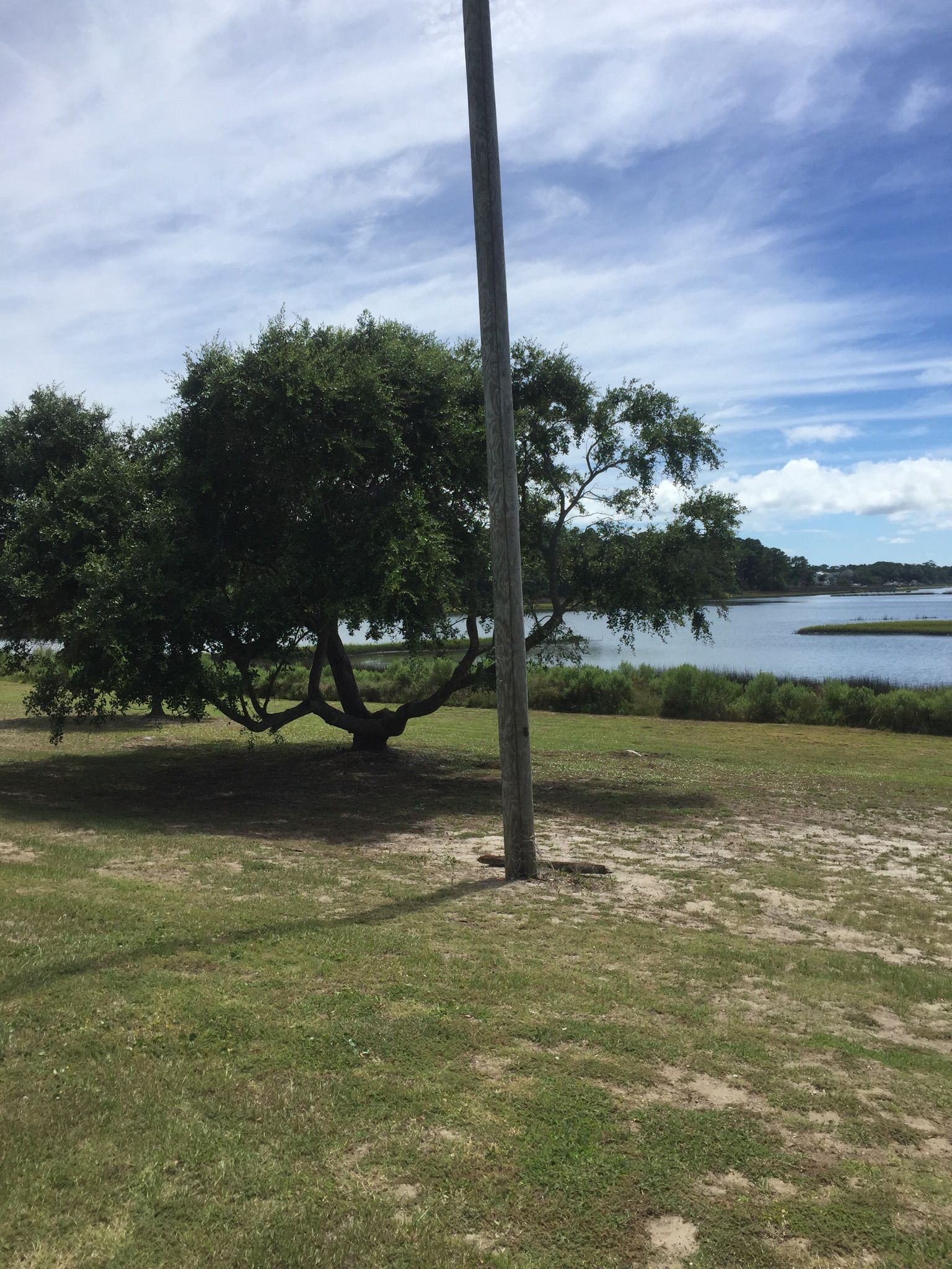 A large tree and utility pole stand in a grassy field by calm water. - Fort Macon State Park – Fort Macon loop from Cape Carteret