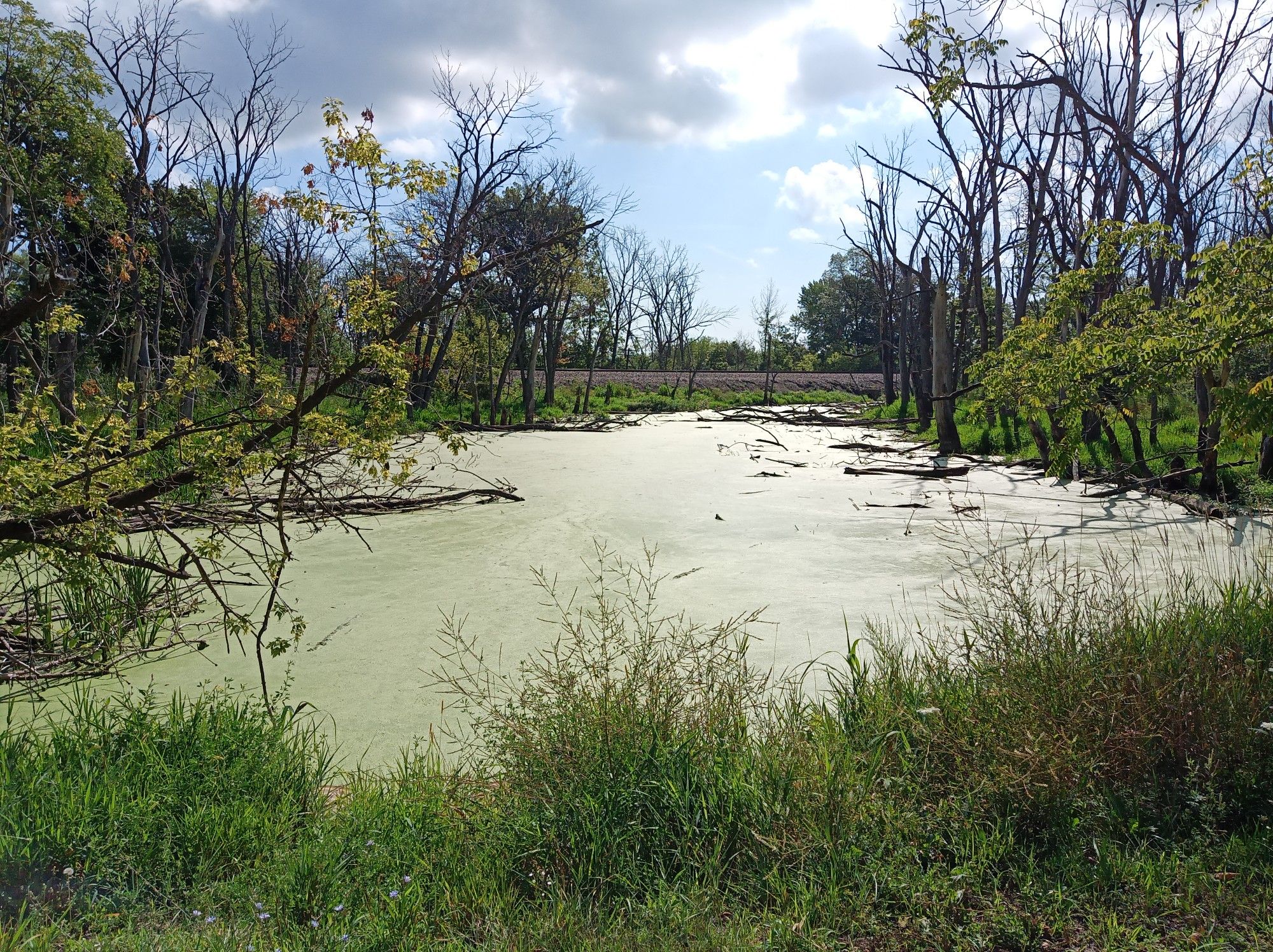 Algae-covered swamp surrounded by bare trees and green foliage, cloudy sky. - Bridge along Des Plaines River loop from Gurnee