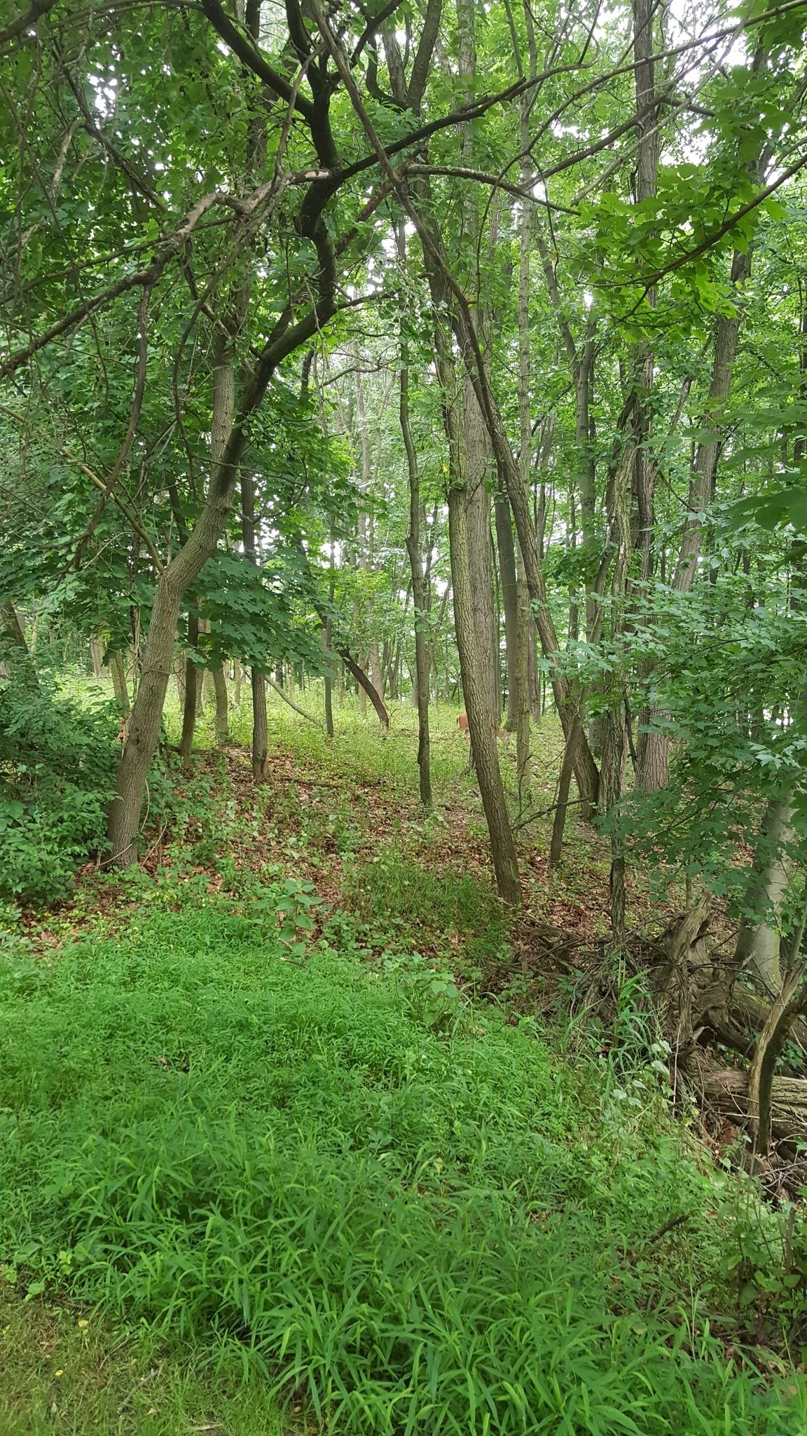 Dense green forest with tall trees and thick undergrowth, dappled light. - Wildwood Park Meadow – Wildwood Park loop from Harrisburg